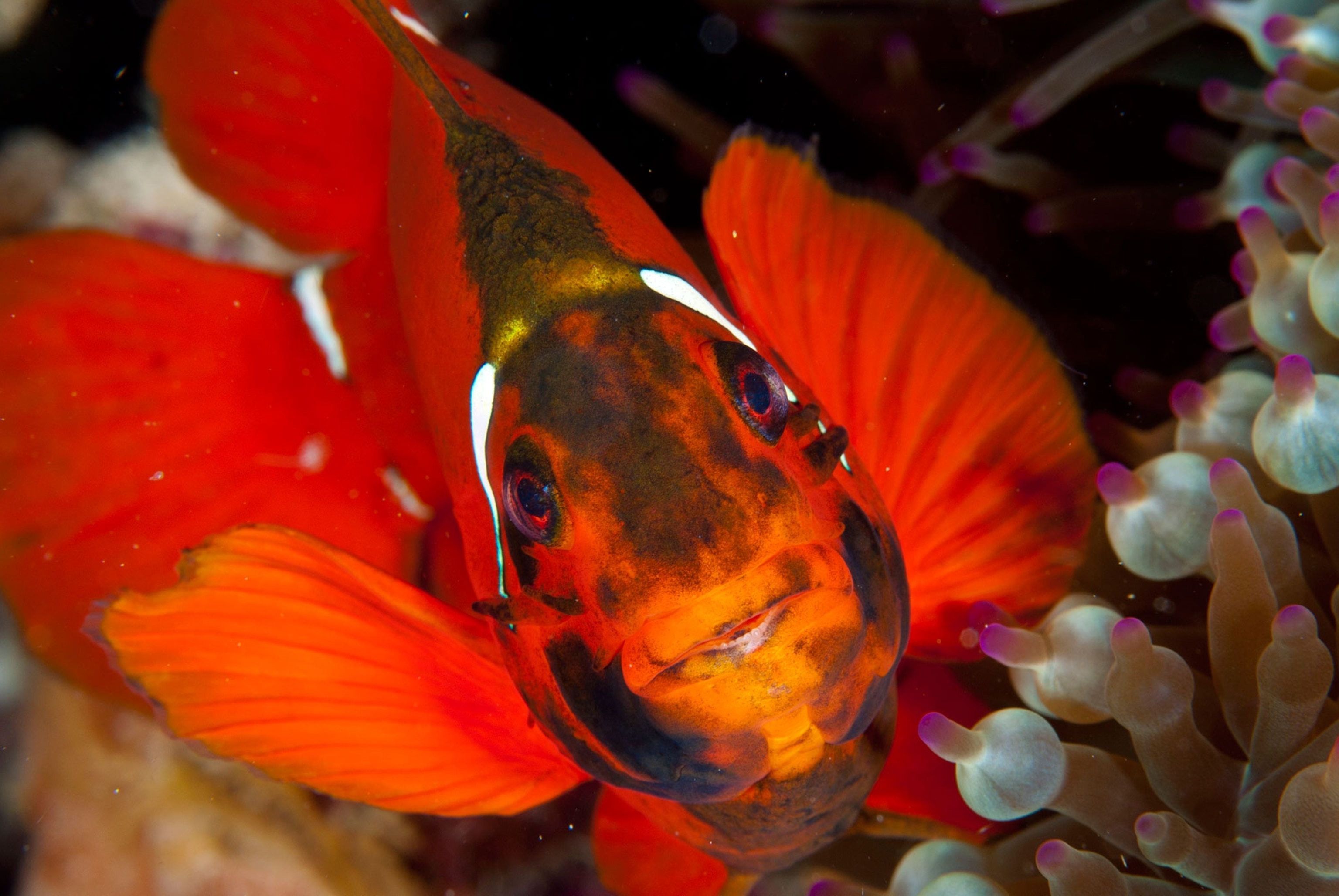 Great Barrier Reef