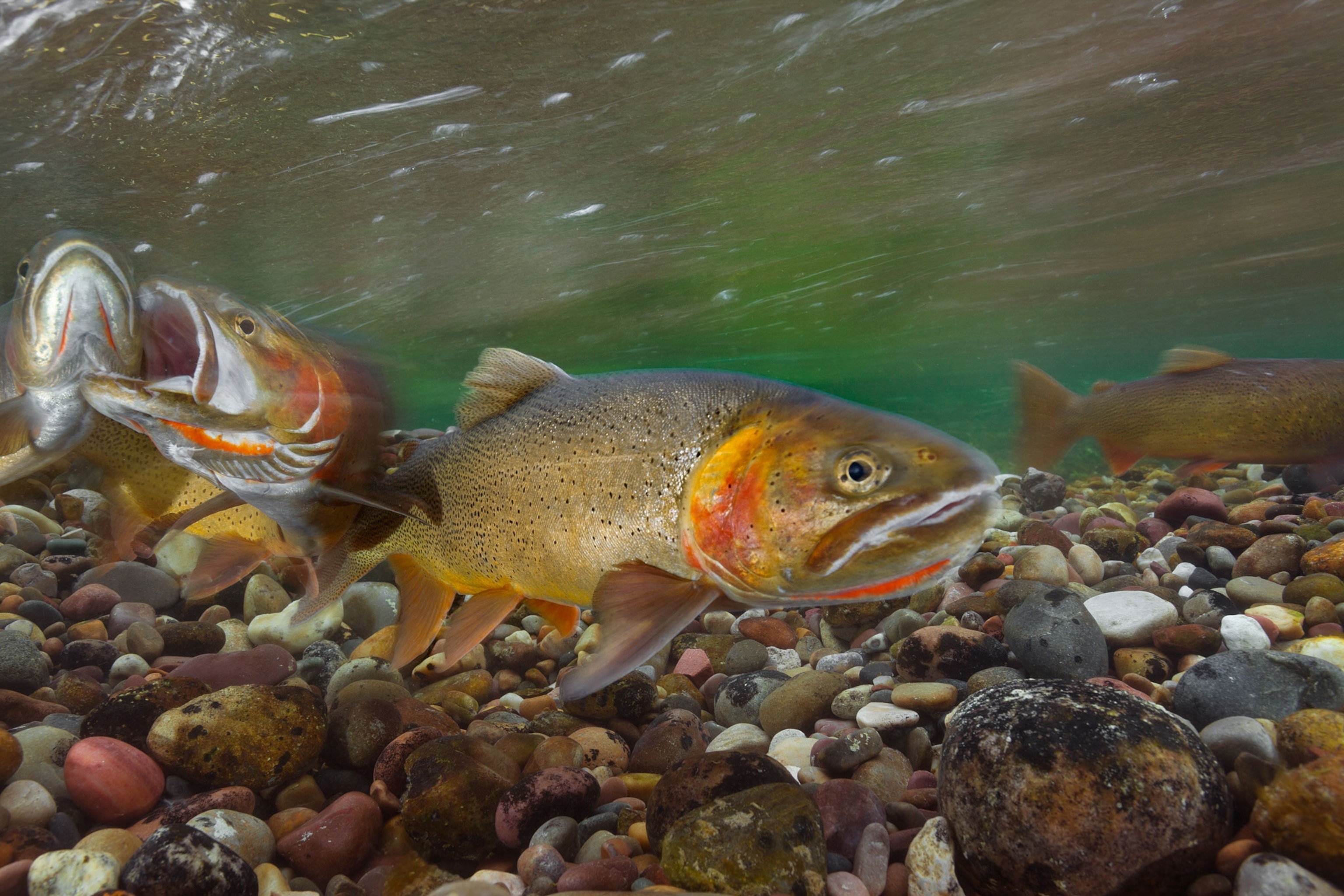 Grand Teton cutthroat trout in the Gros Ventre River