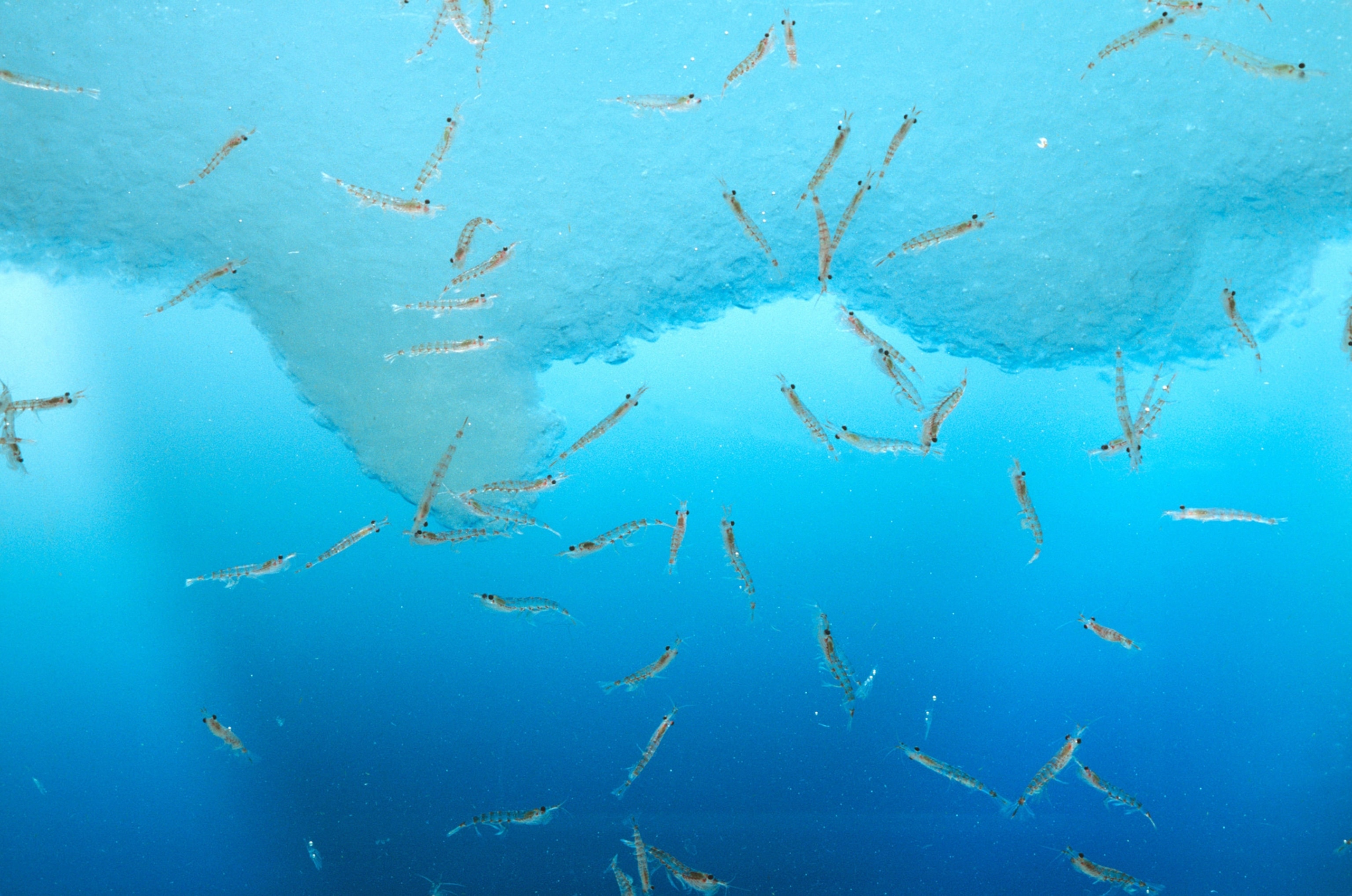 Numerous krill float in deep blue water underneath ice.