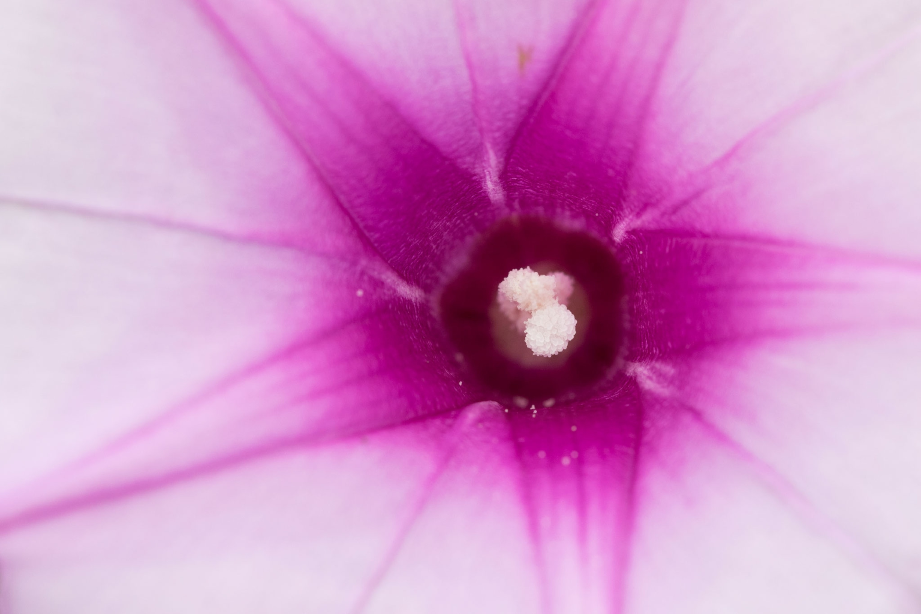 a close up of a bright pink flower