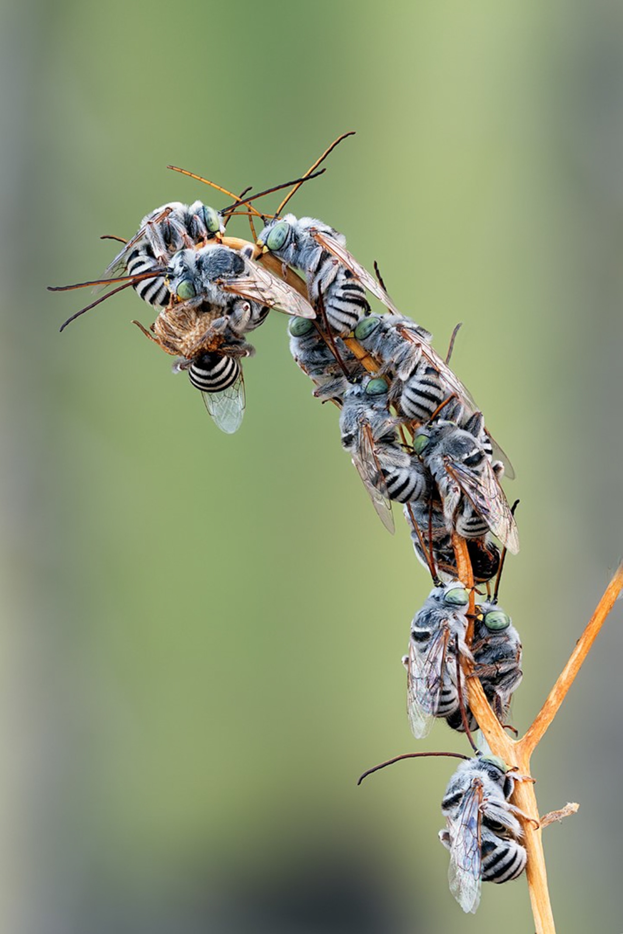 Picture of a group of male Svastra duplocinta bees roosting together on a small branch.