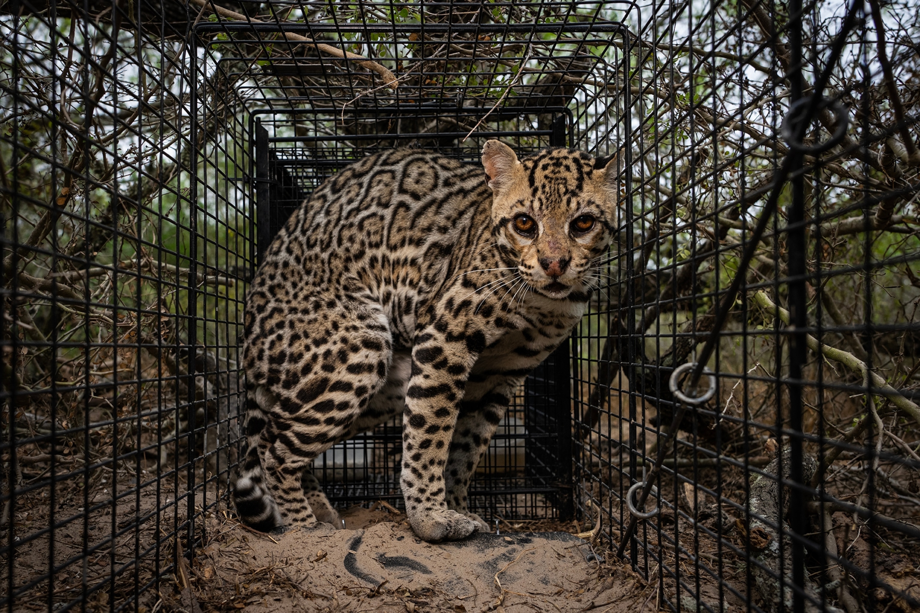 An ocelot captured in a trap set by a research biologist