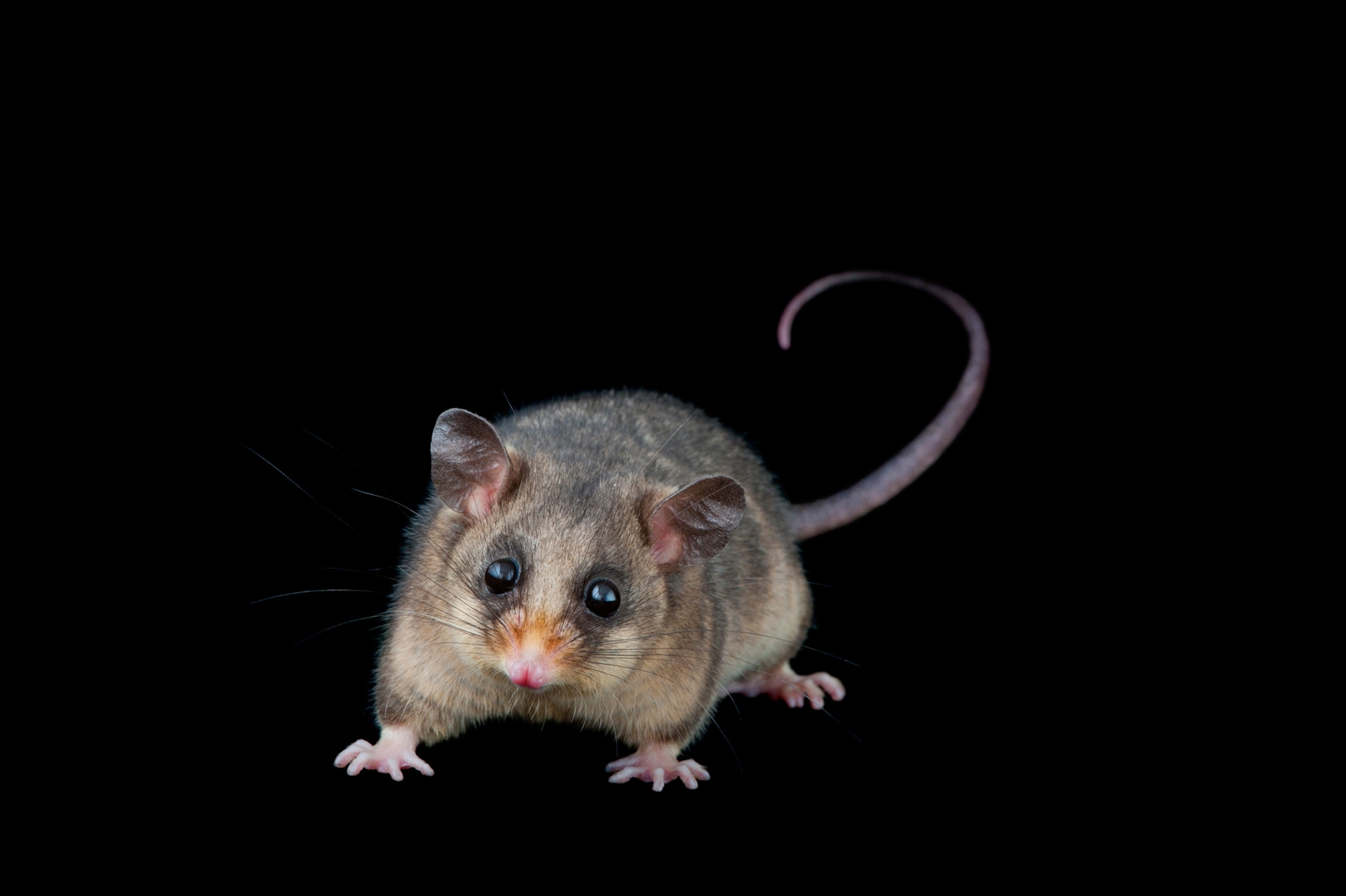 a mountain pygmy possum.