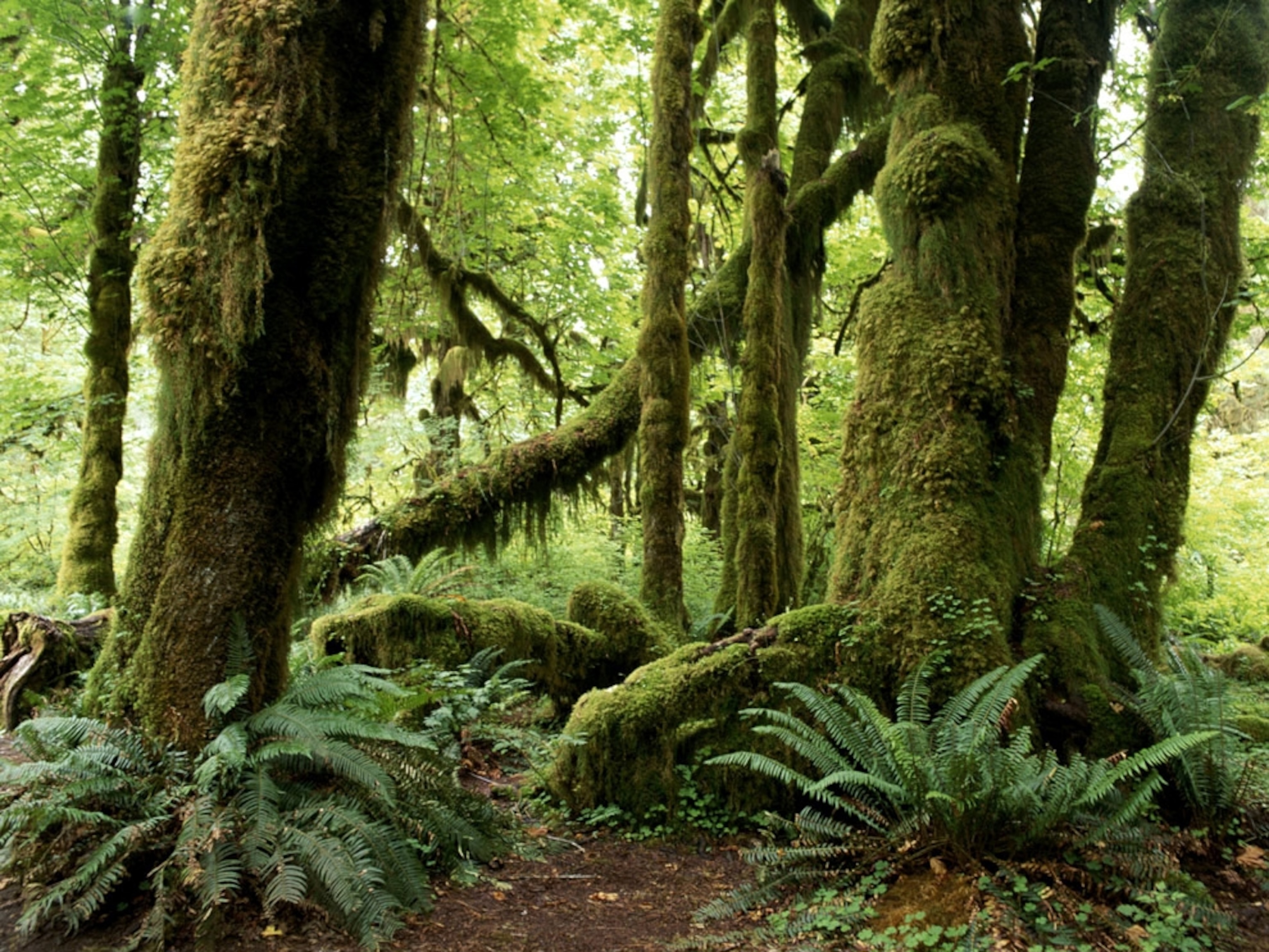 moss-covered trees in the Hoh River Valley's temperate rain forest