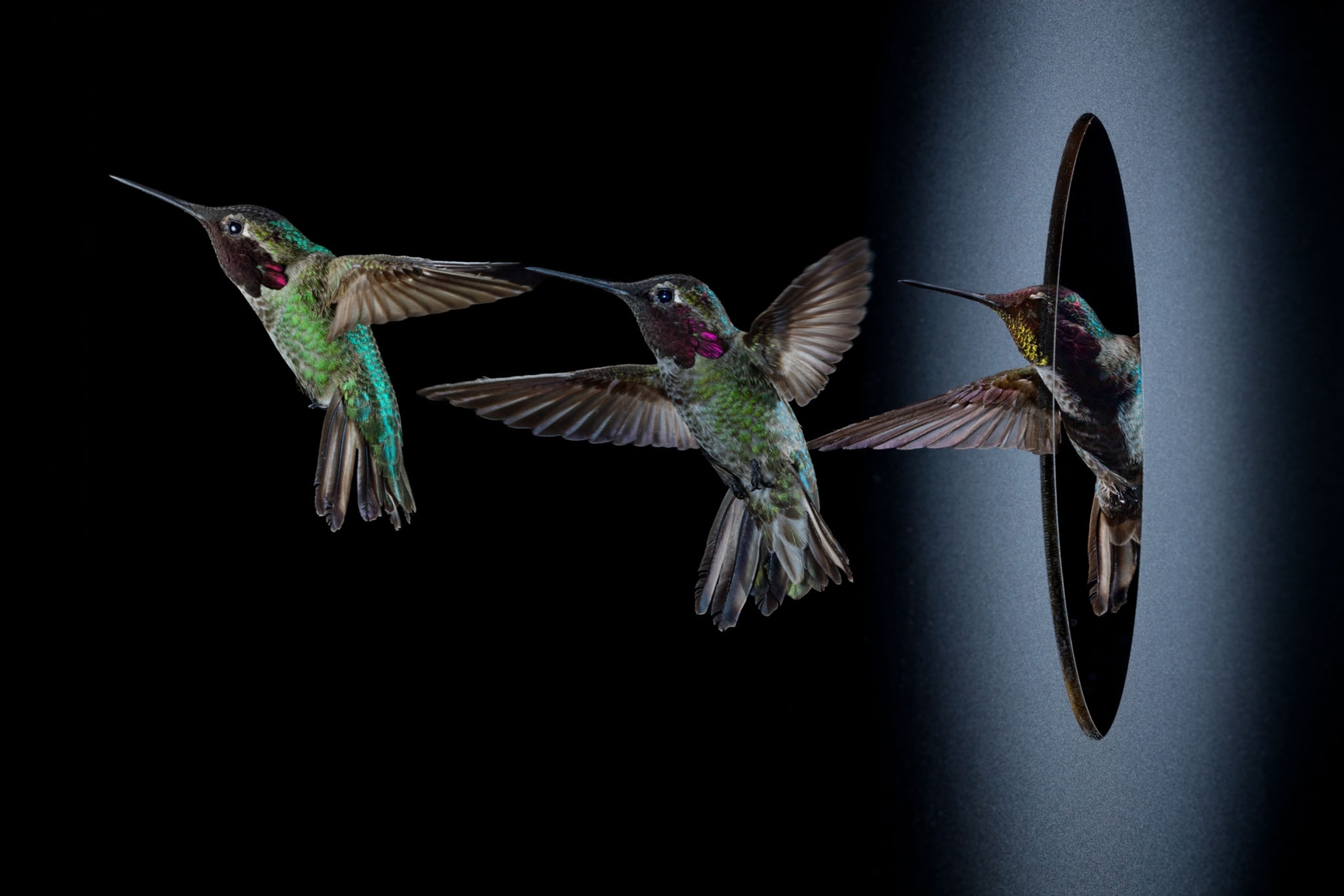 a green hummingbird flying sideways through a circular hole