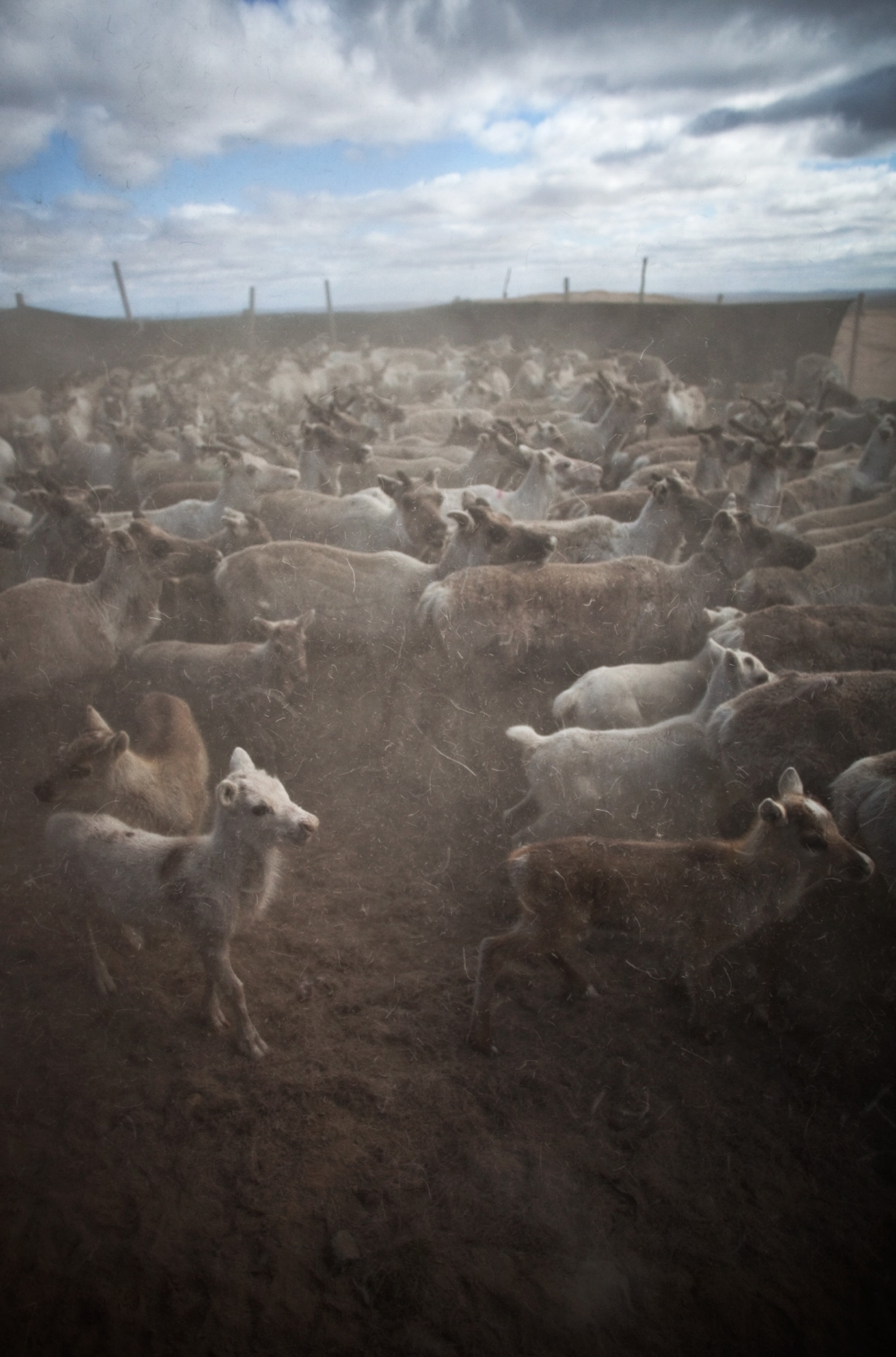 reindeer calves preparing to be marked