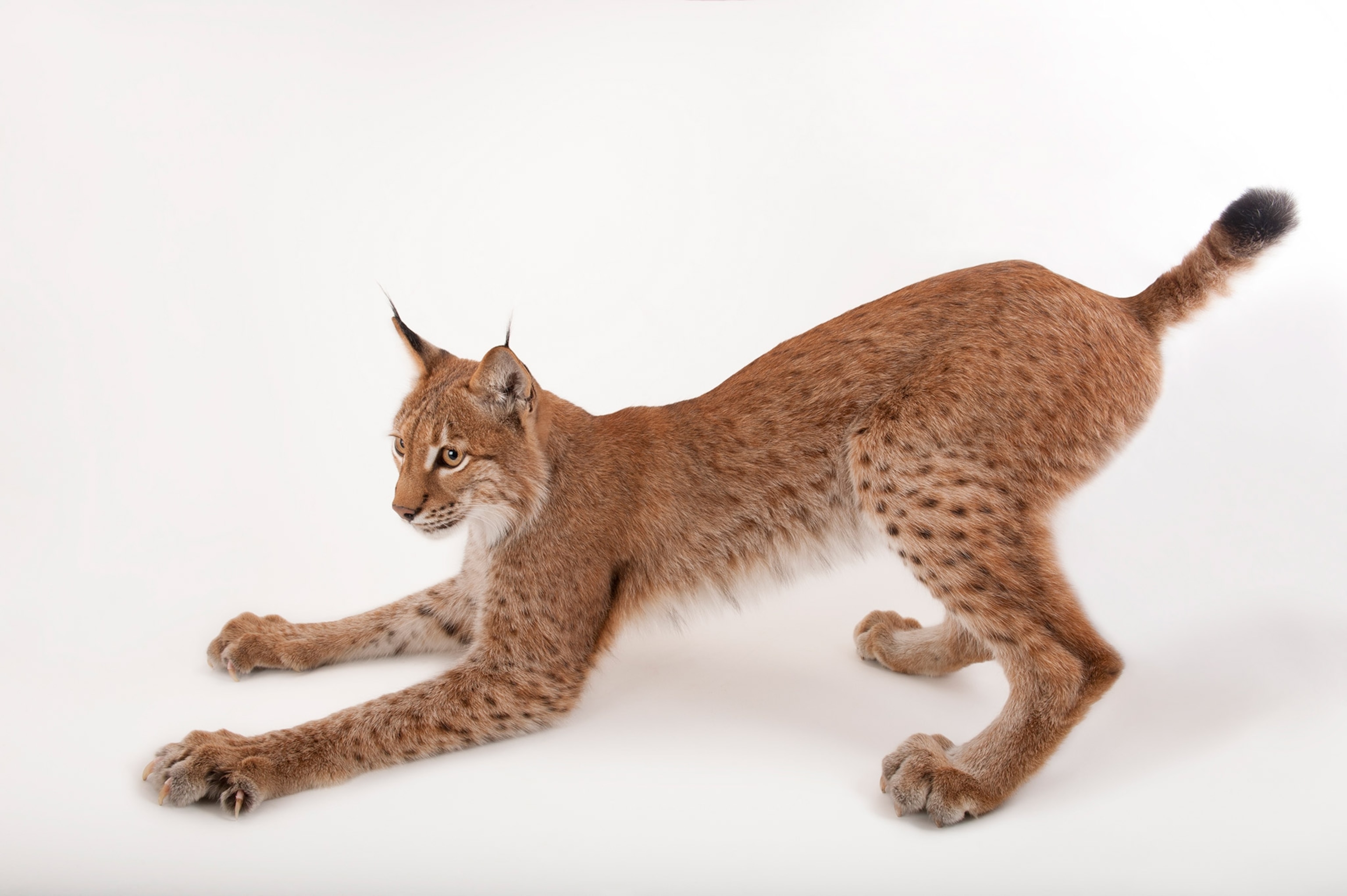 a lynx