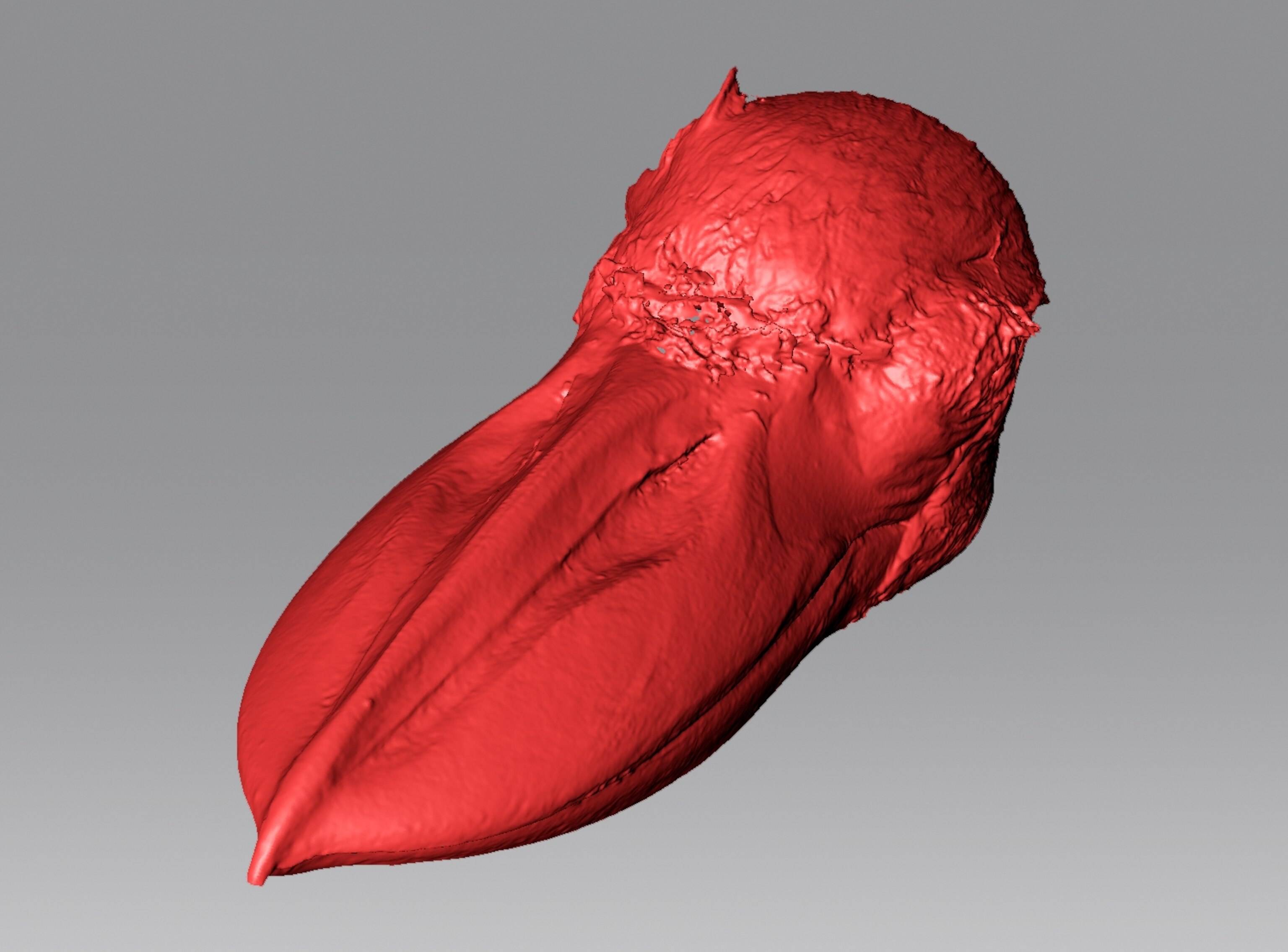 bird's head with wide flat beak