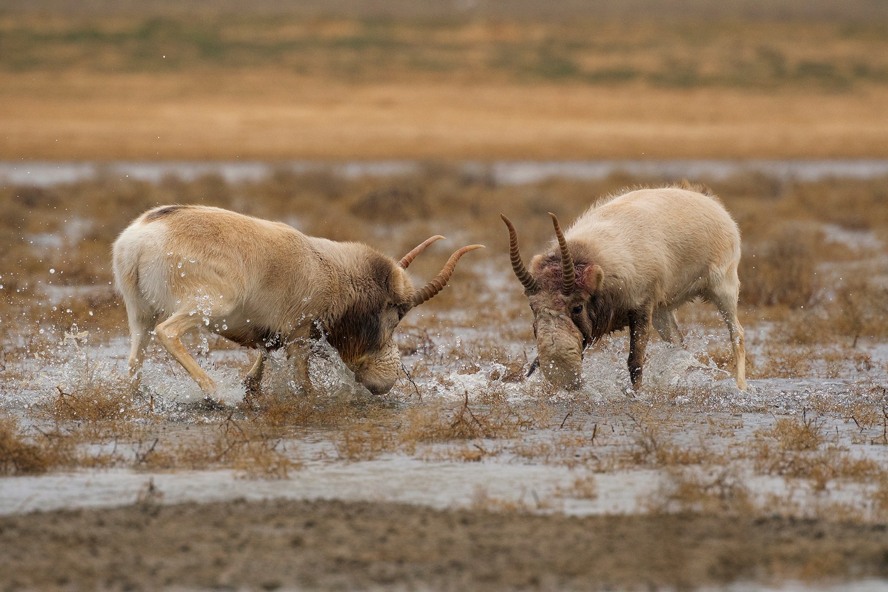 Male antelopes face off horn to horn.