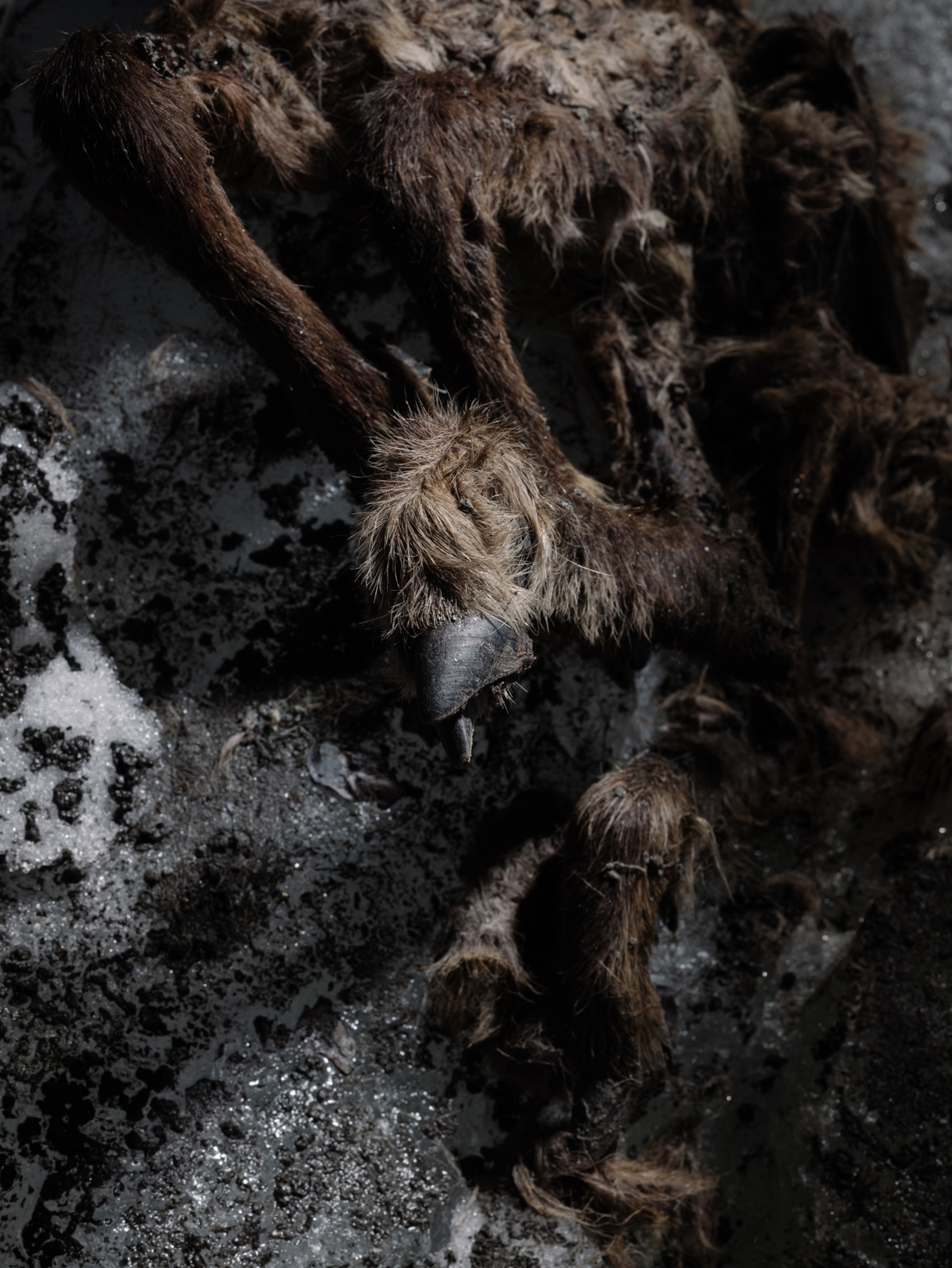 the black hoof of a frozen goat like animal