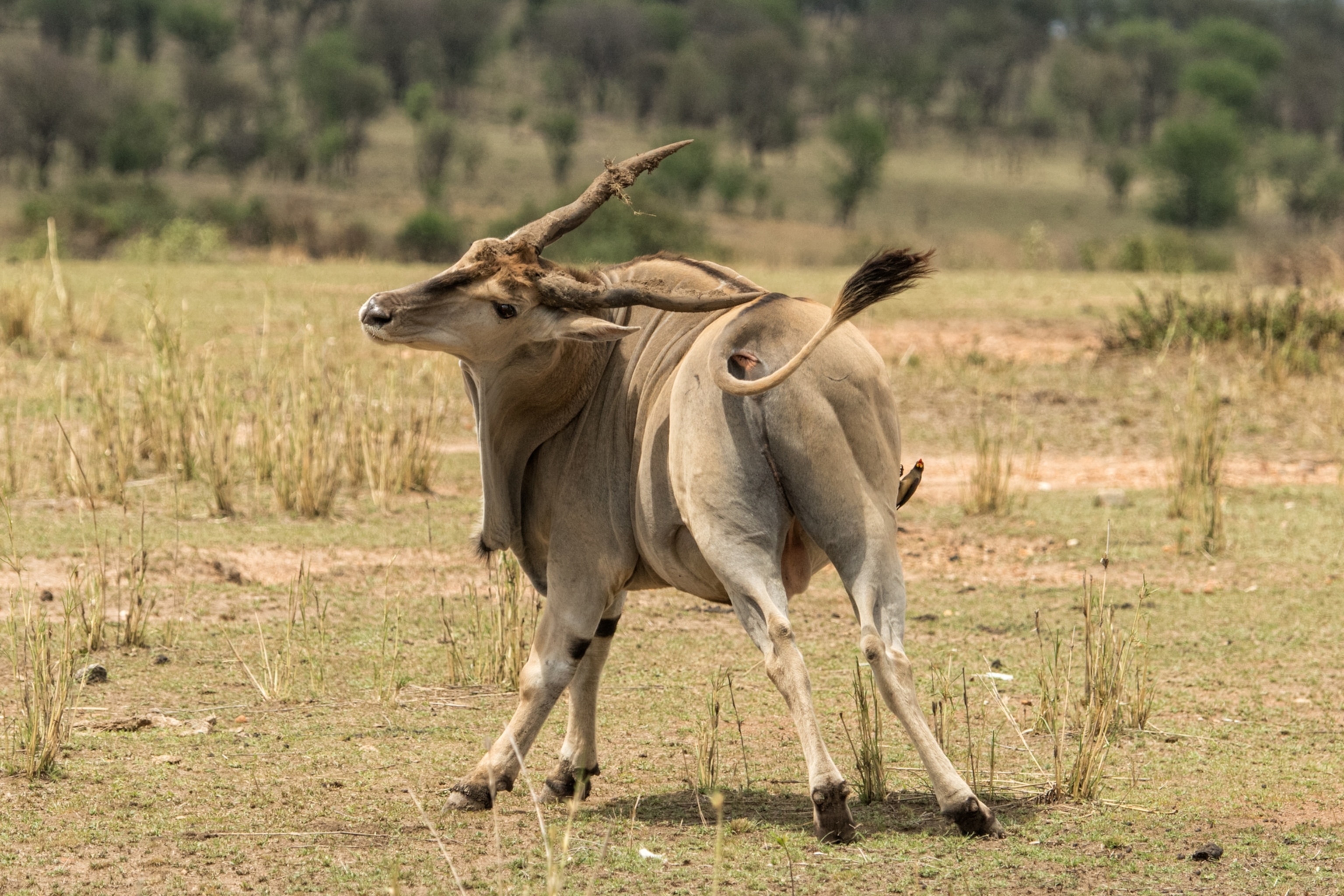animal scratching