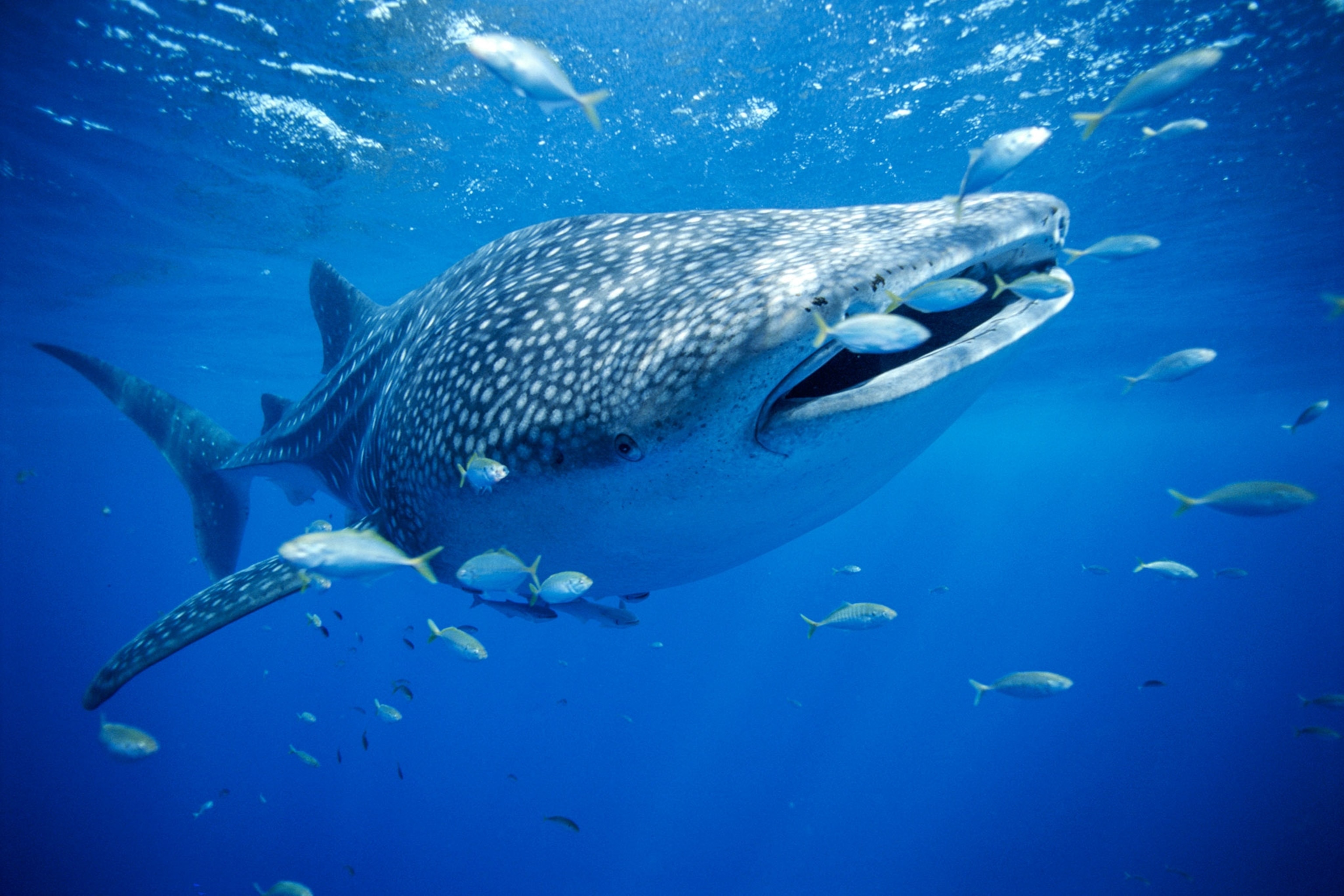 a whale shark in Australia