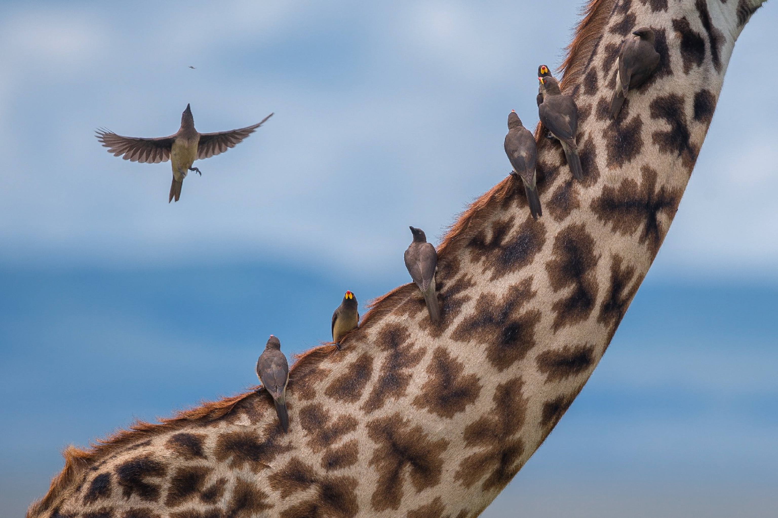 bird sitting on giraffe