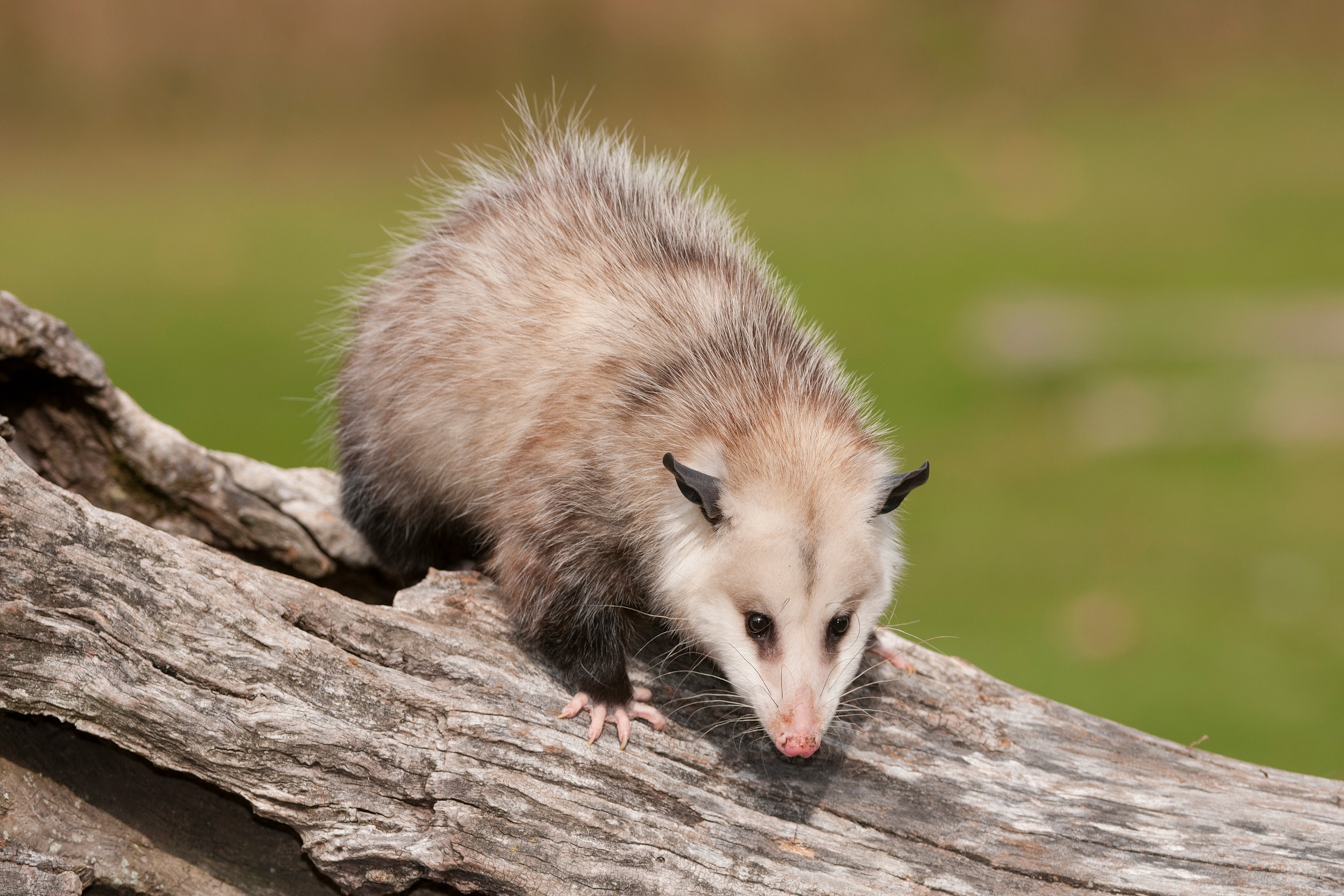 a Virginia opossum