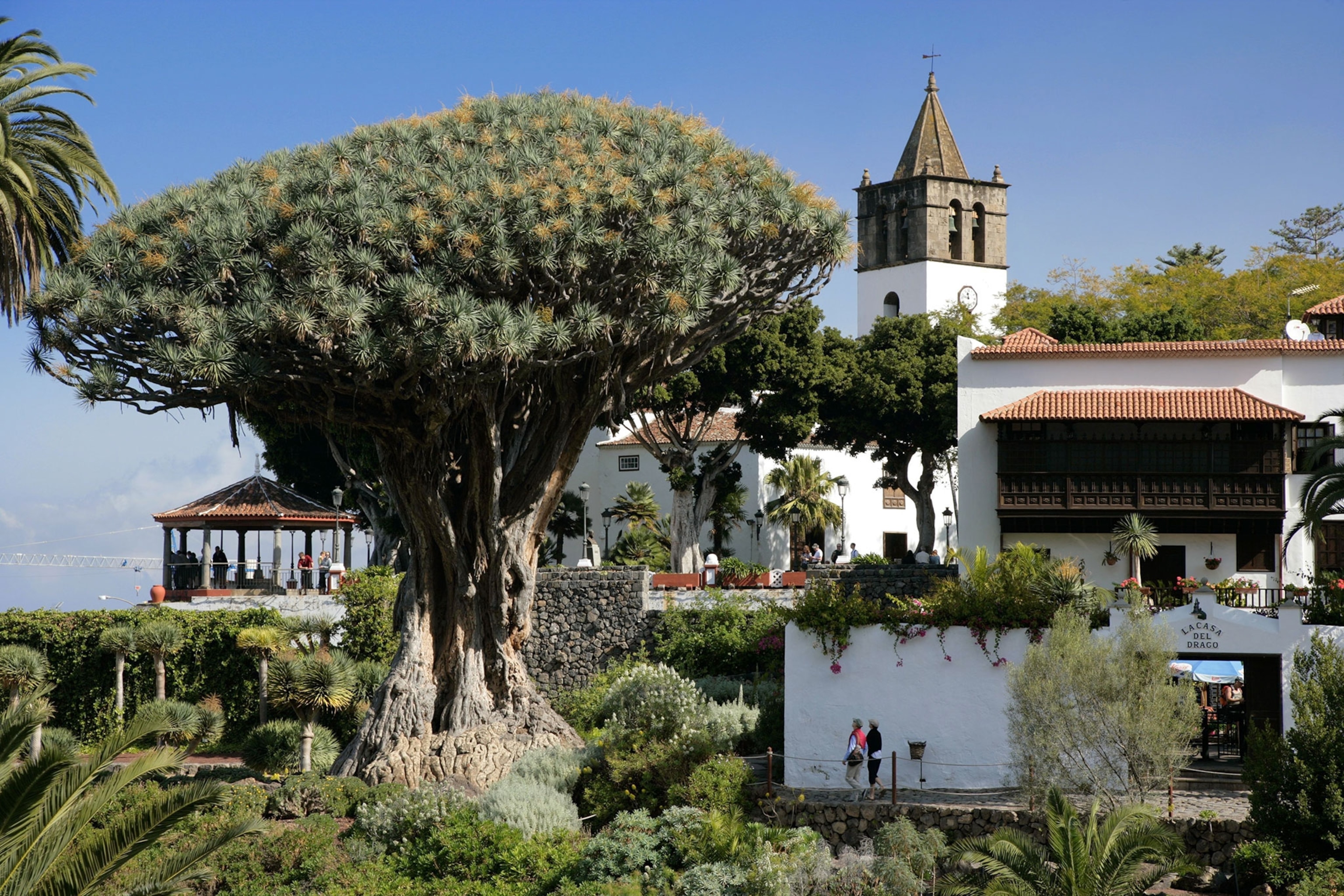 the Millennial Dragon Tree
