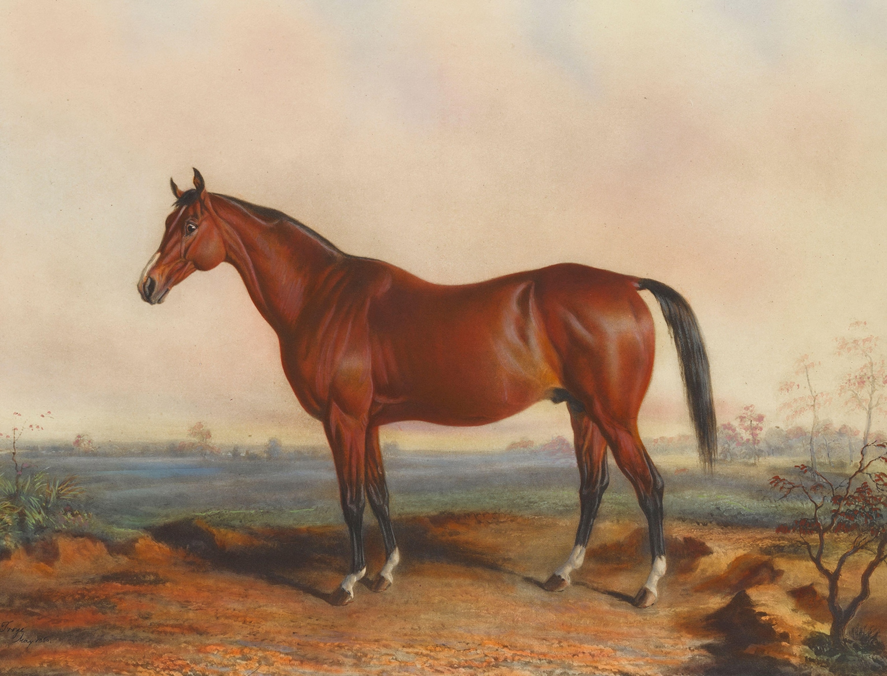 Horse stands at profile view with warm sunset in background.