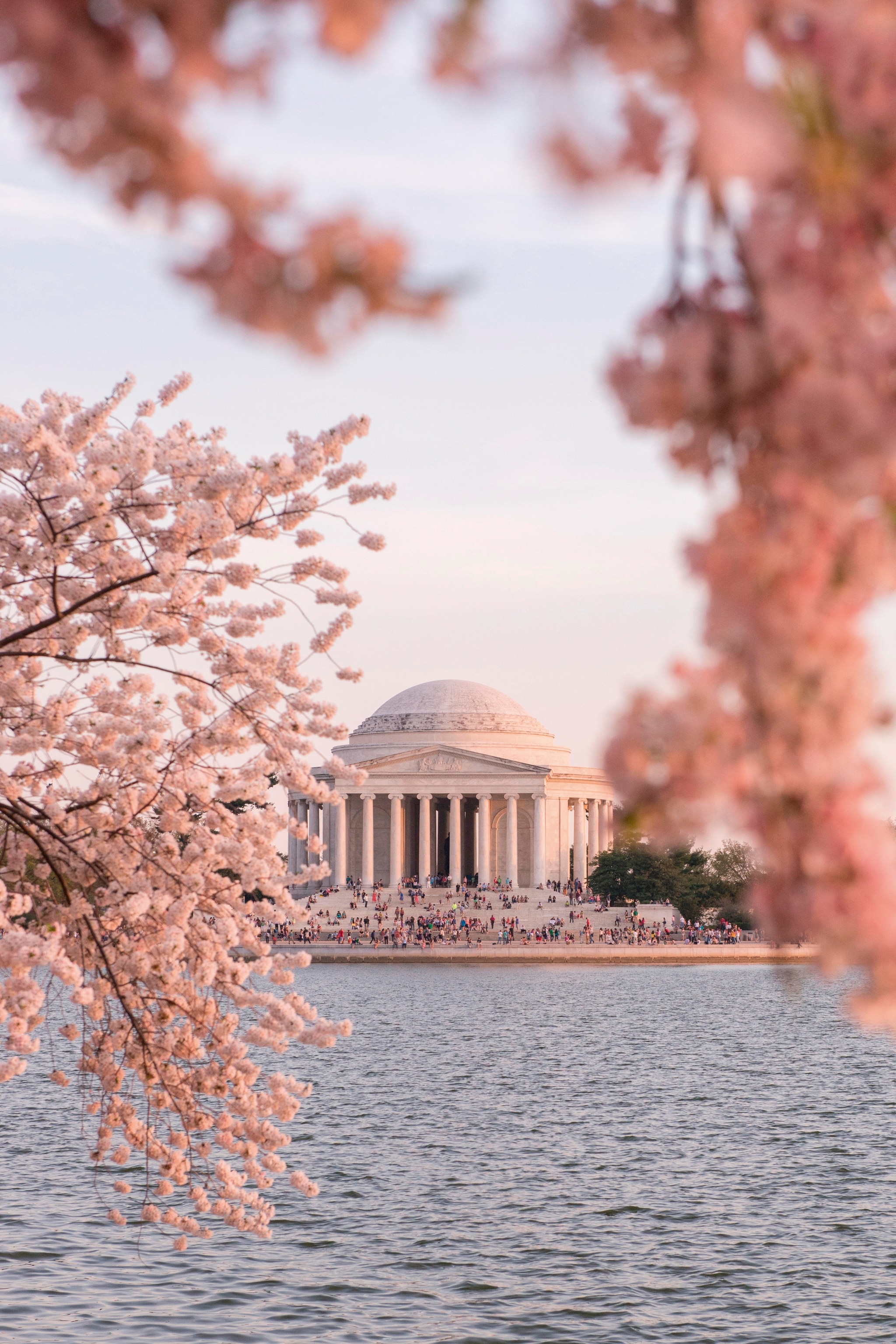 Thomas Jefferson memorial with cherry blossom