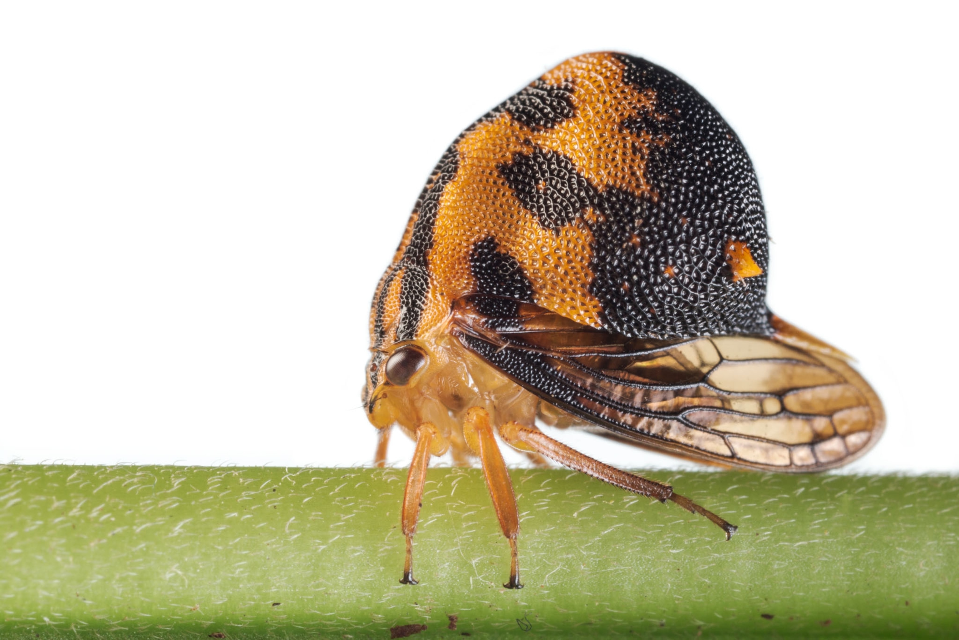 a treehopper on a white background