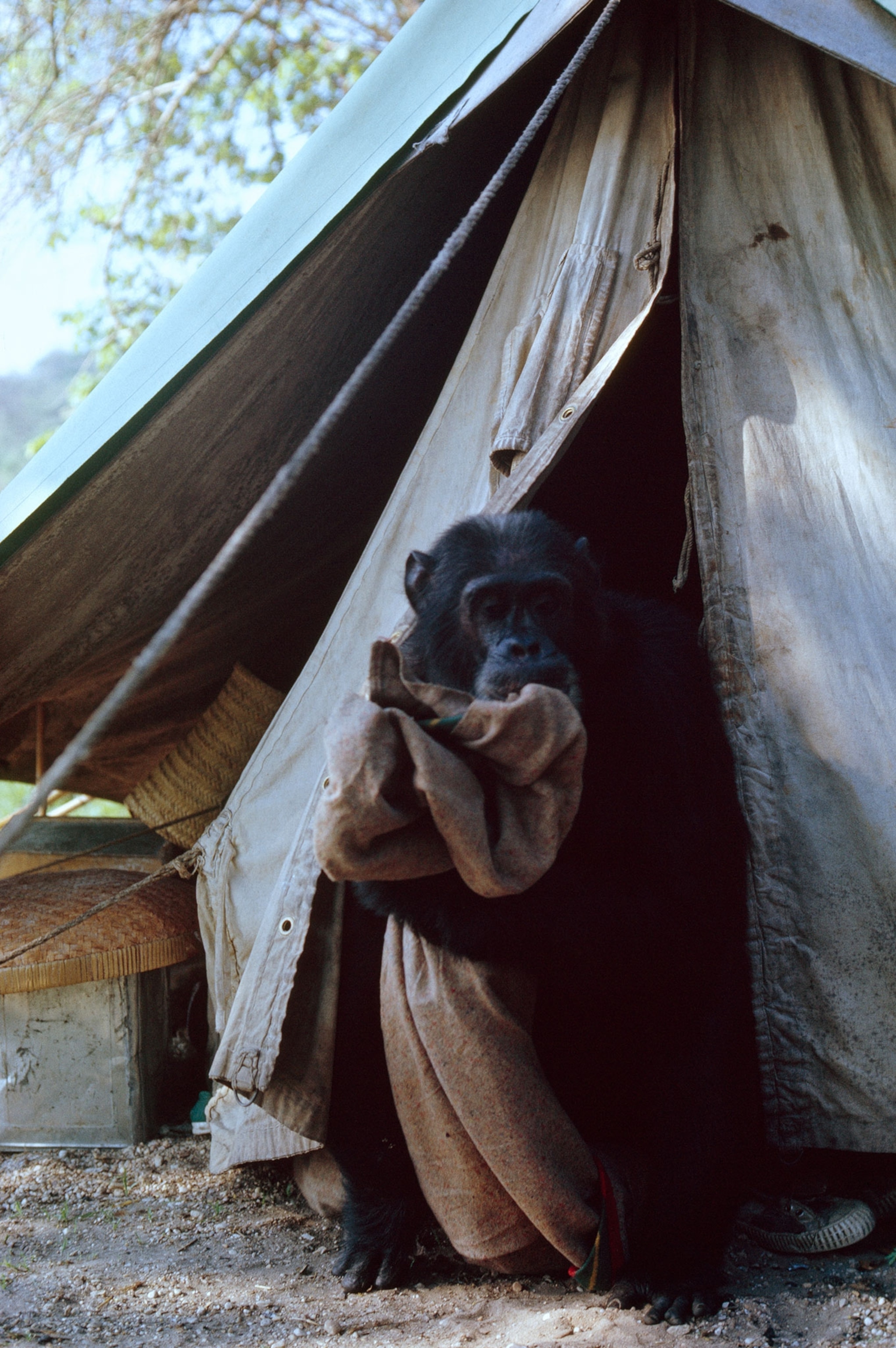 a chimpanzee holding a blanket