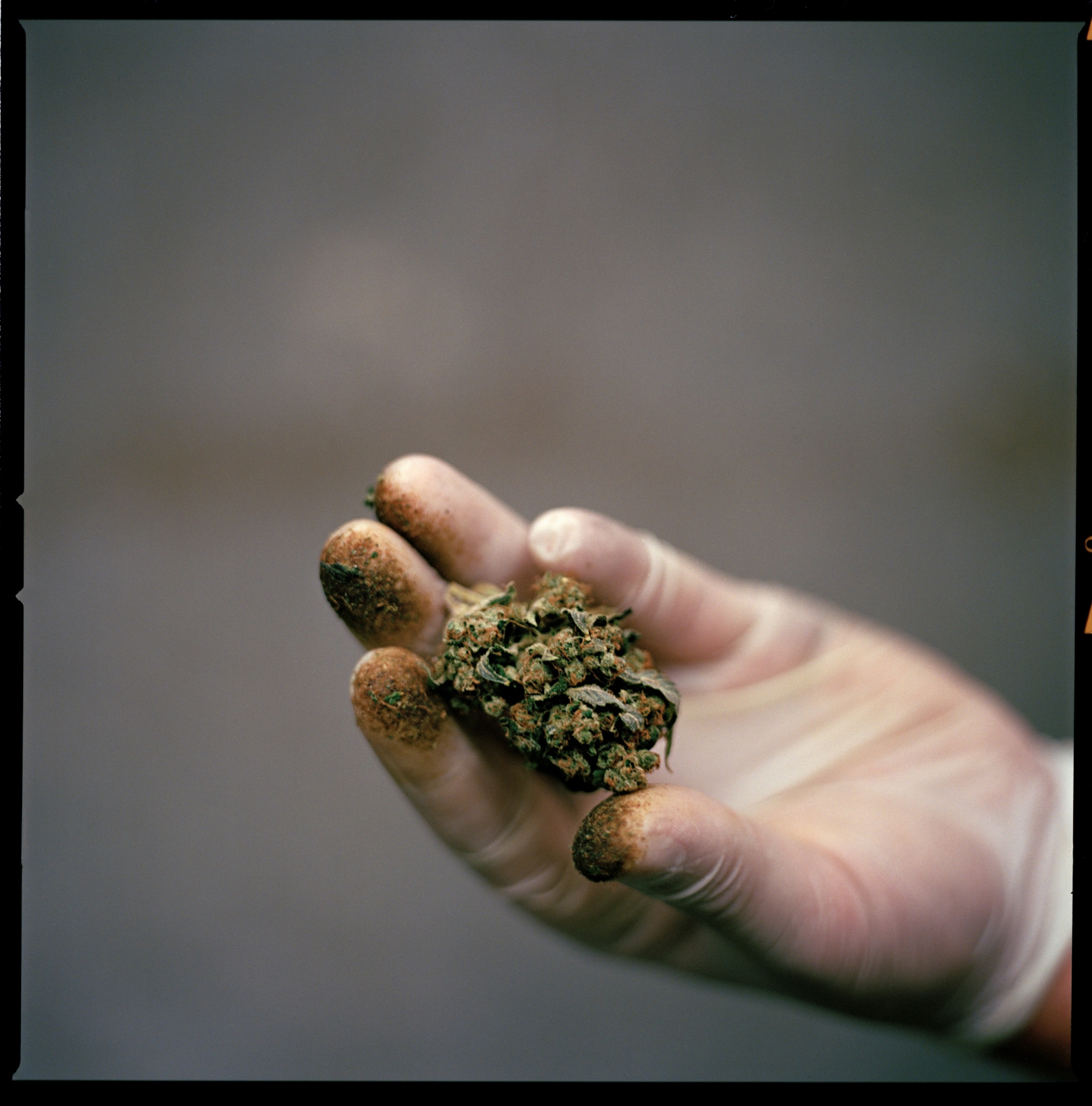 The gloved hand, sticky with flower resin, cradles a flower bud of a strain called Blueberry Cheesecake.