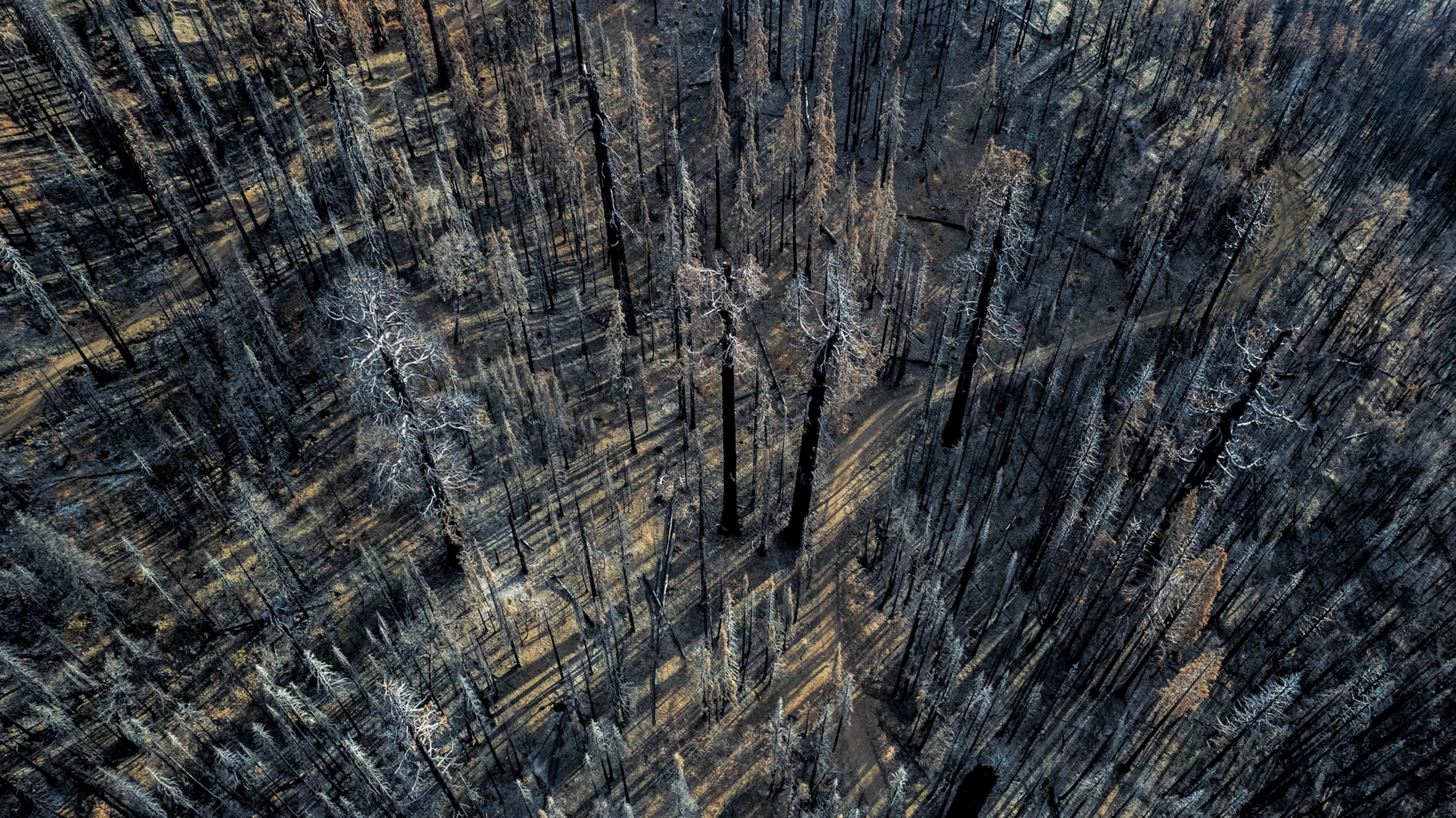 Picture of dead giant sequoias and burned forest.