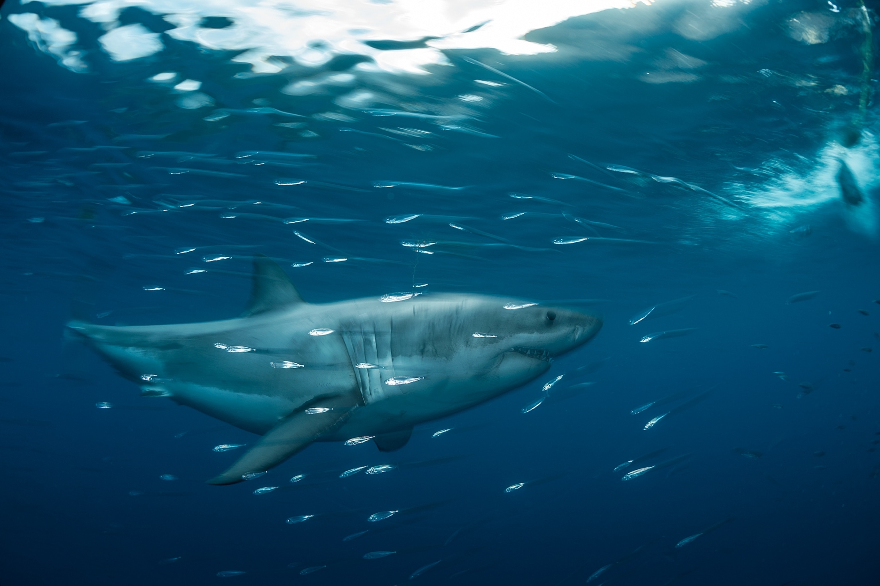 Picture of a great white shark swimming amongst a school of fish.