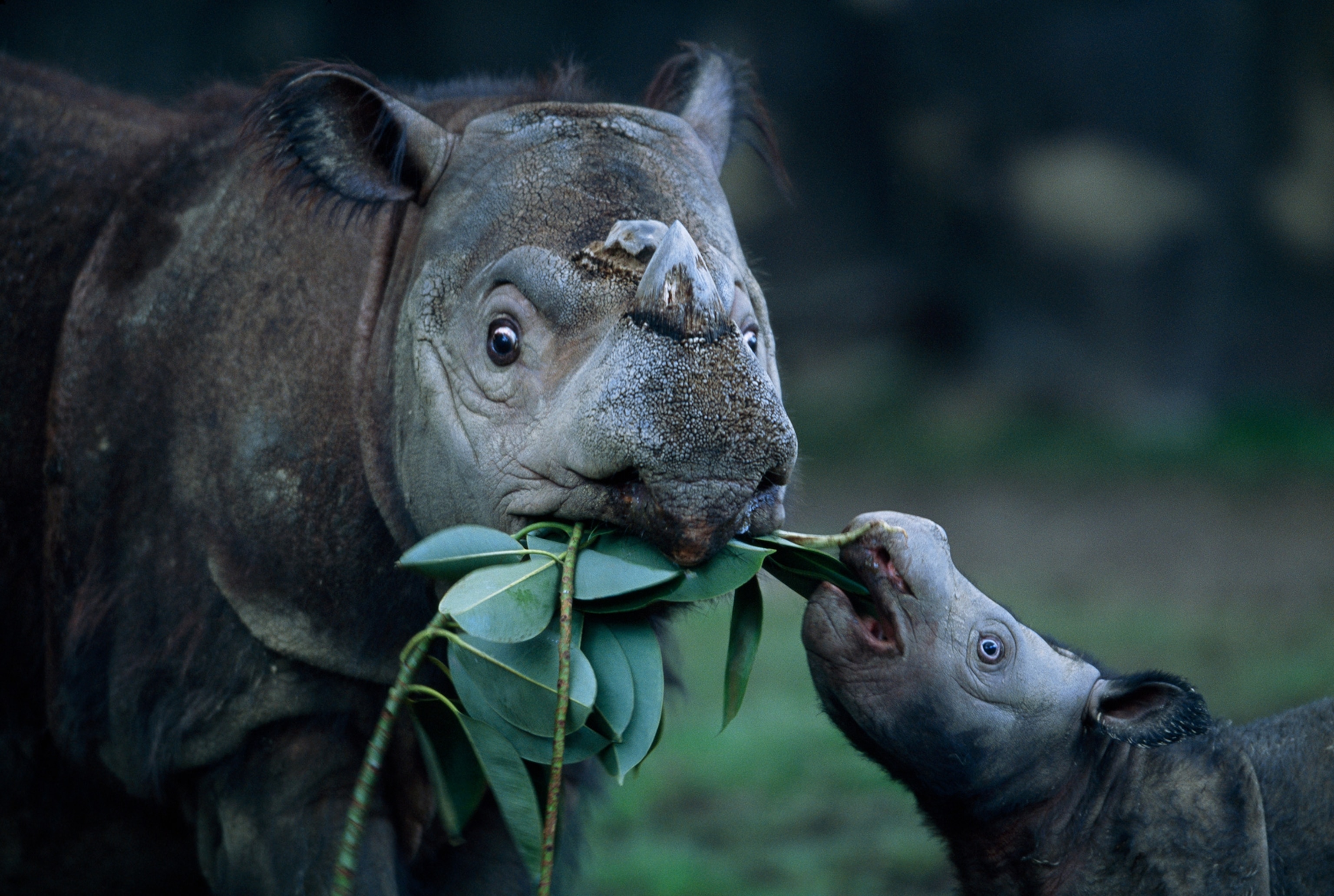 a mother rhino feeding her calf