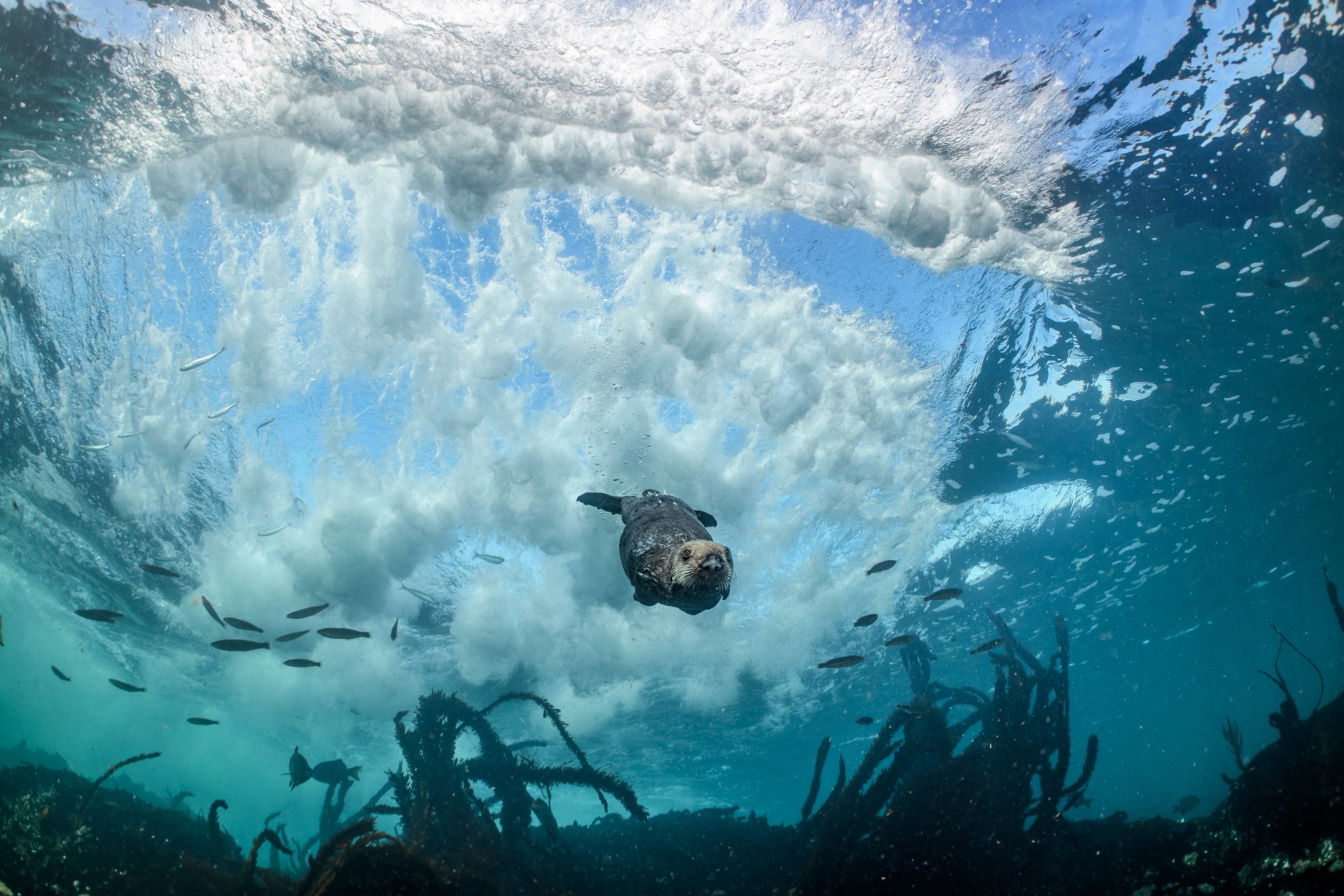 Picture of a sea otter diving beneath a wave with sea weed in the foreground.