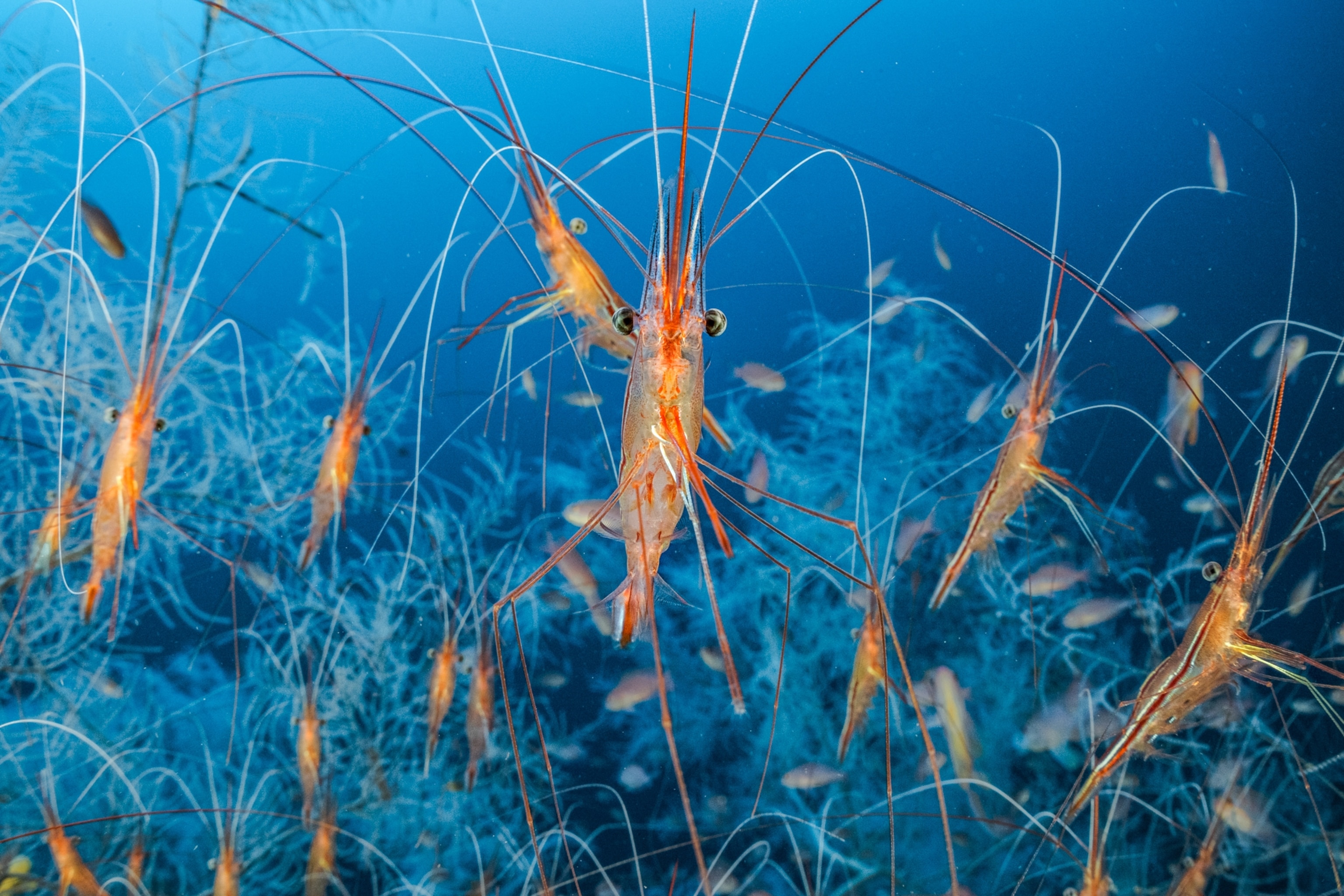 Picture of narwhal shrimp underwater.