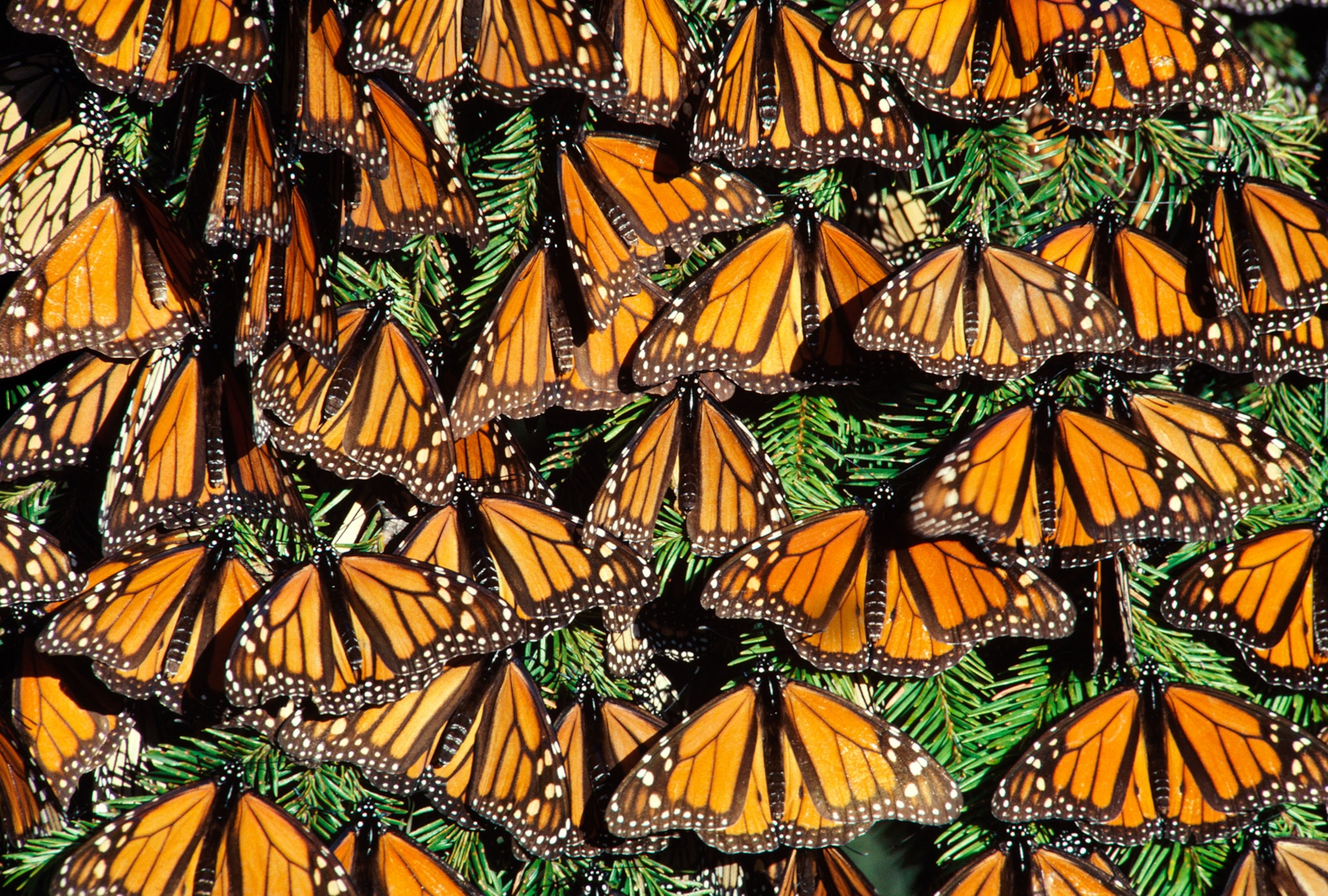 monarch butterflies in the sun