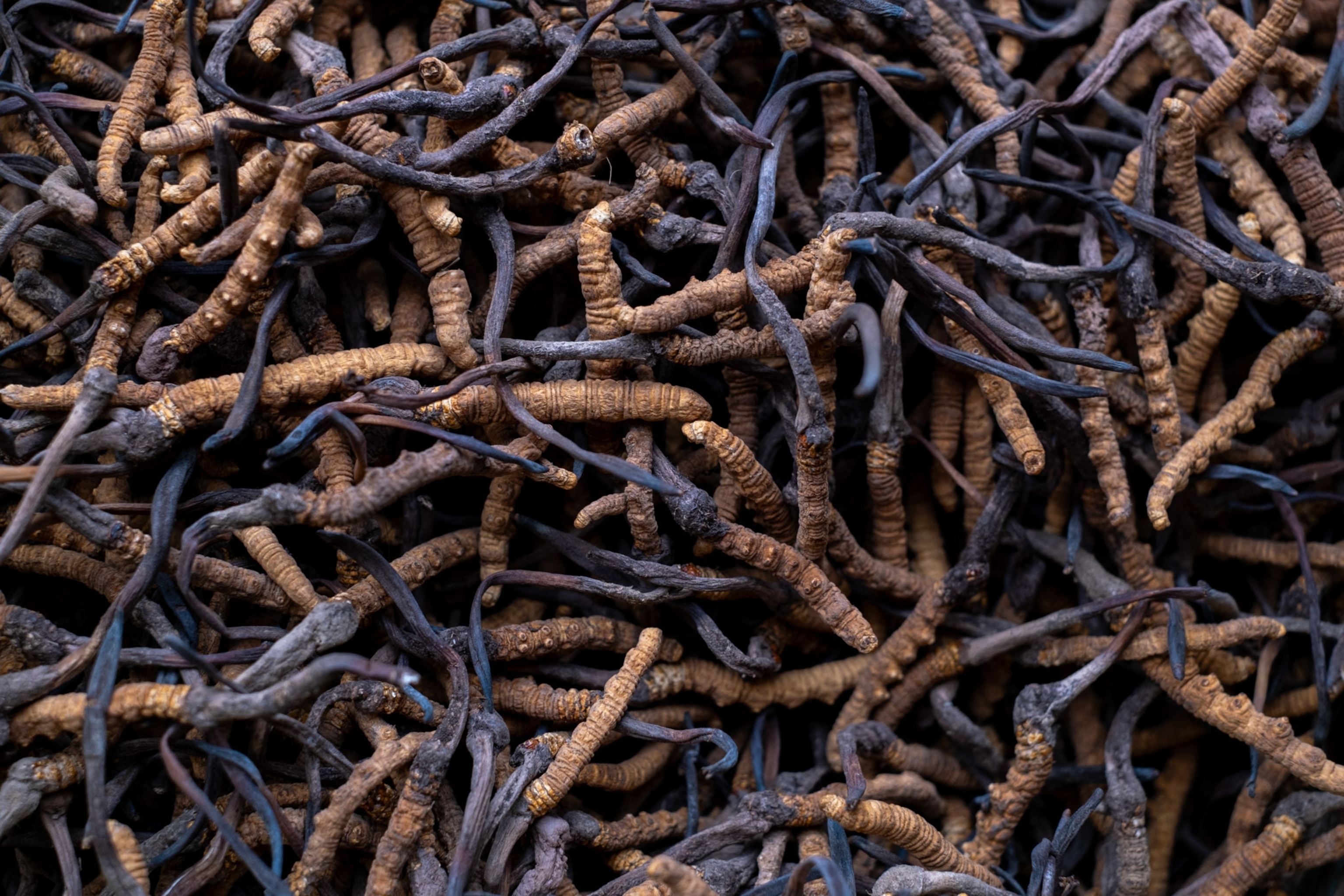 A full frame showing caterpillar and cordyceps.