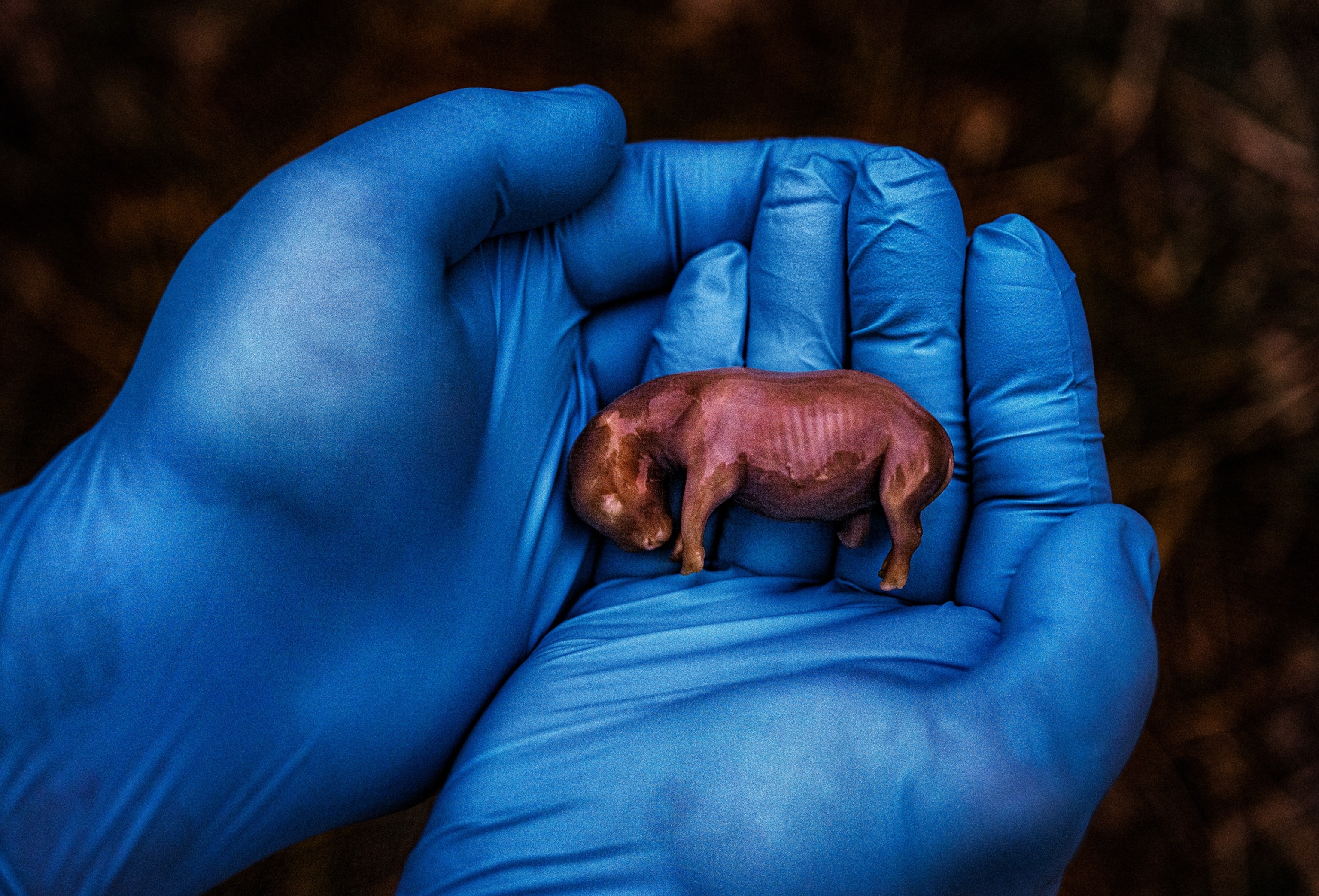 The purplish embryo of a northern white rhino lies in the center of blue-gloved hands midair over a blurred dark background.