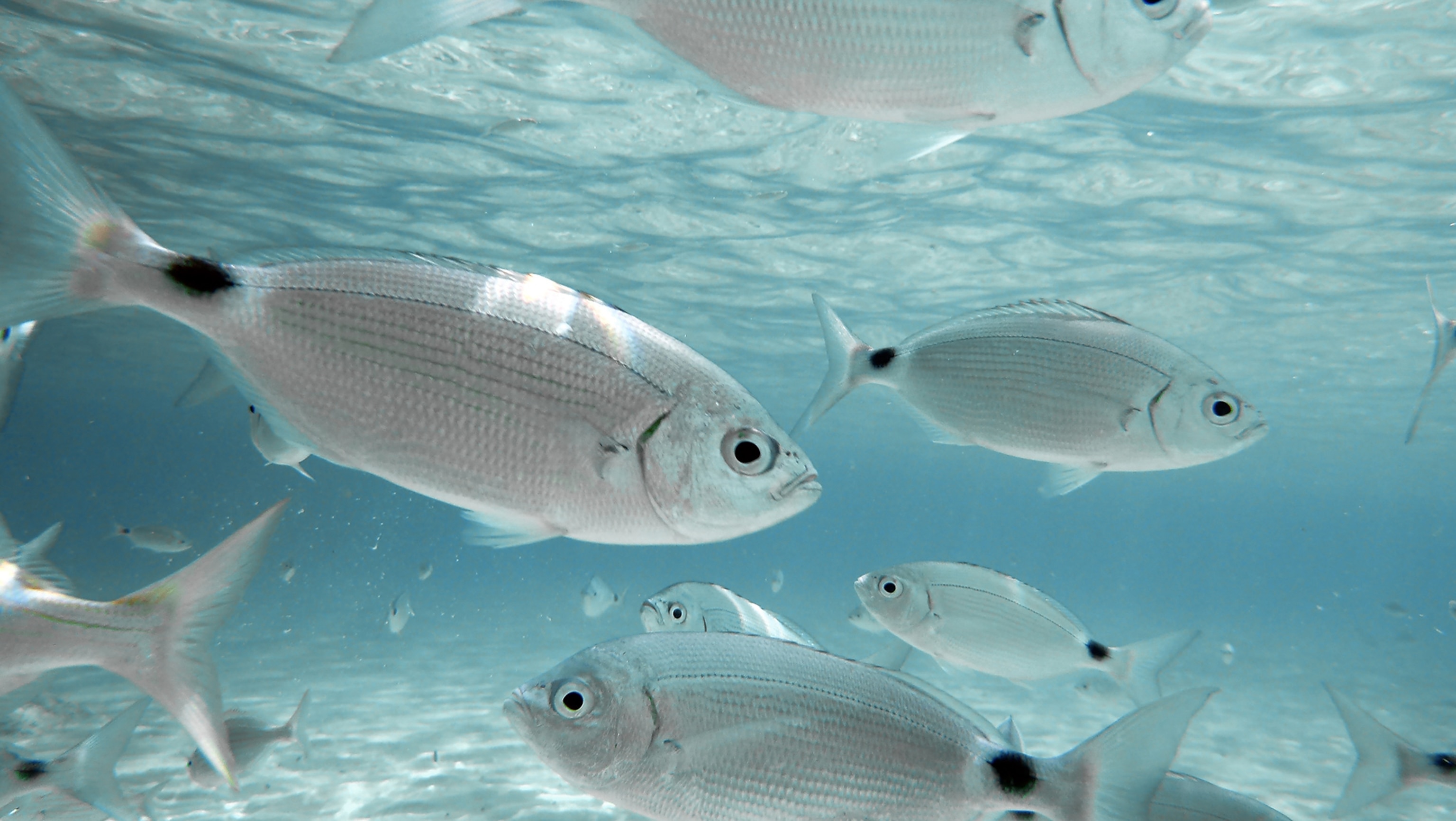 Silver fish with black spots on their tales swim back and forth.