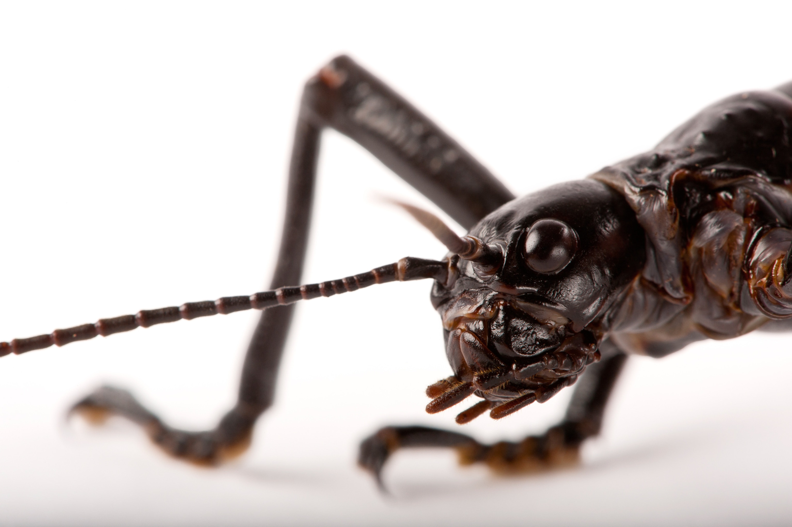 a Lord Howe Island stick insect.