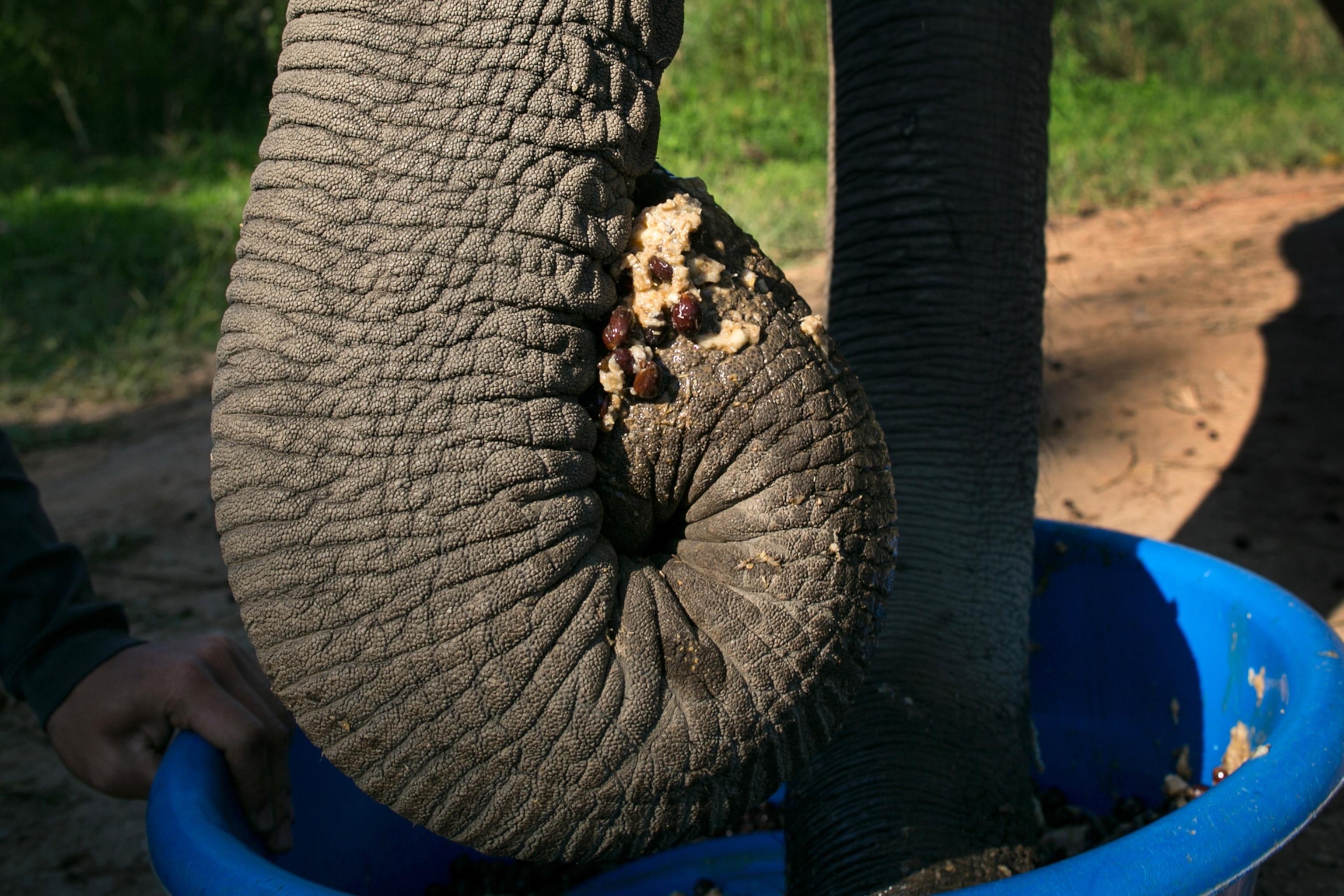 A Thai elephant scoops up a coffee bean mixture with fruit and rice at an elephant camp