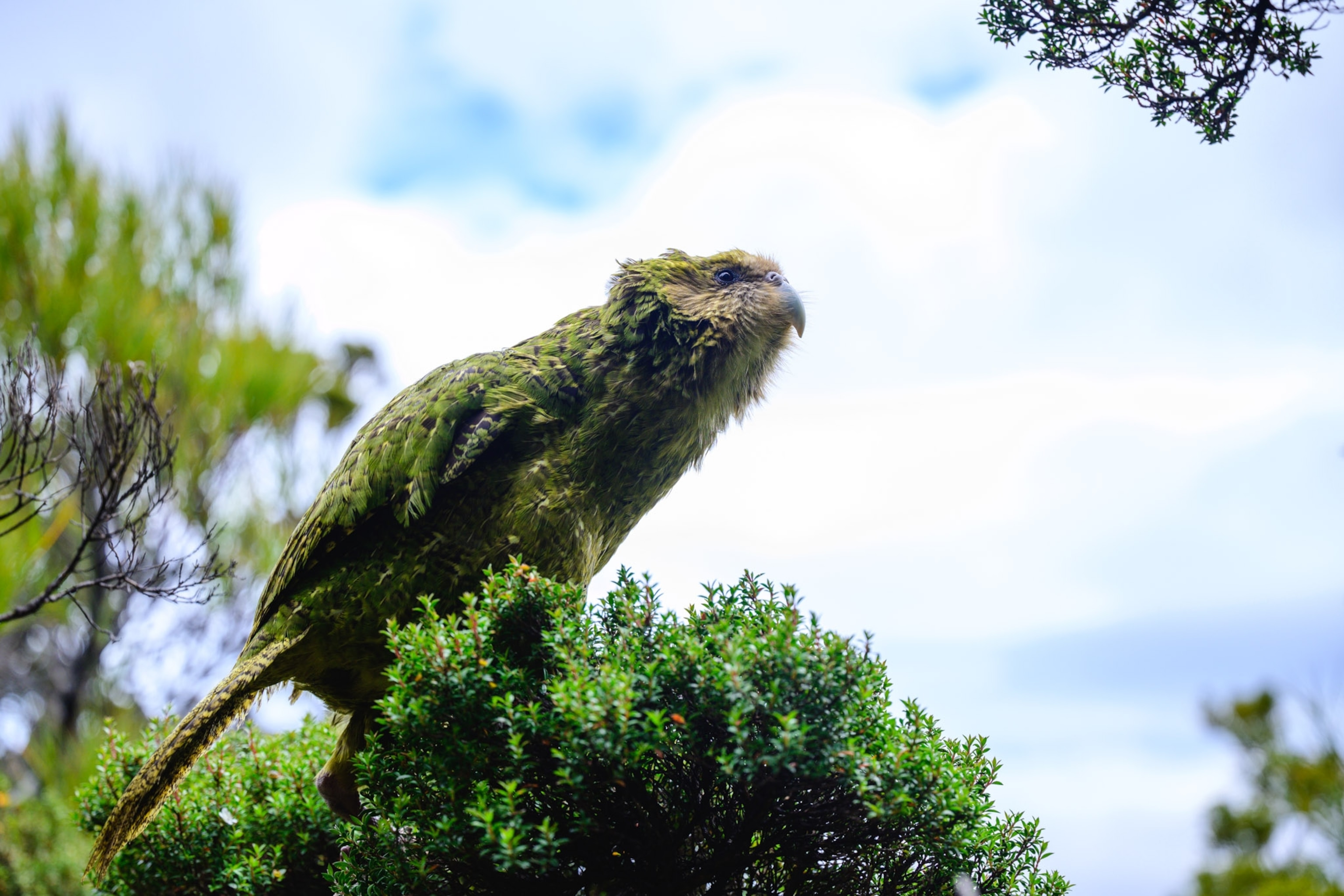 A bird sits on a tree top with green feathers photographed from below.