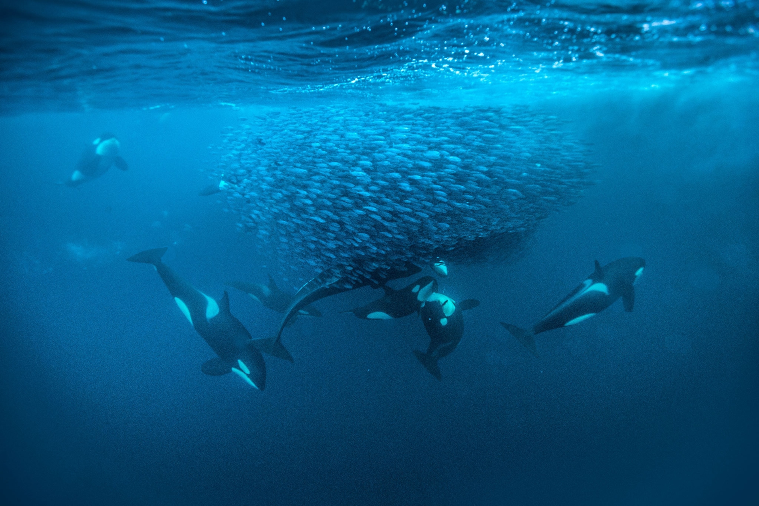 orca