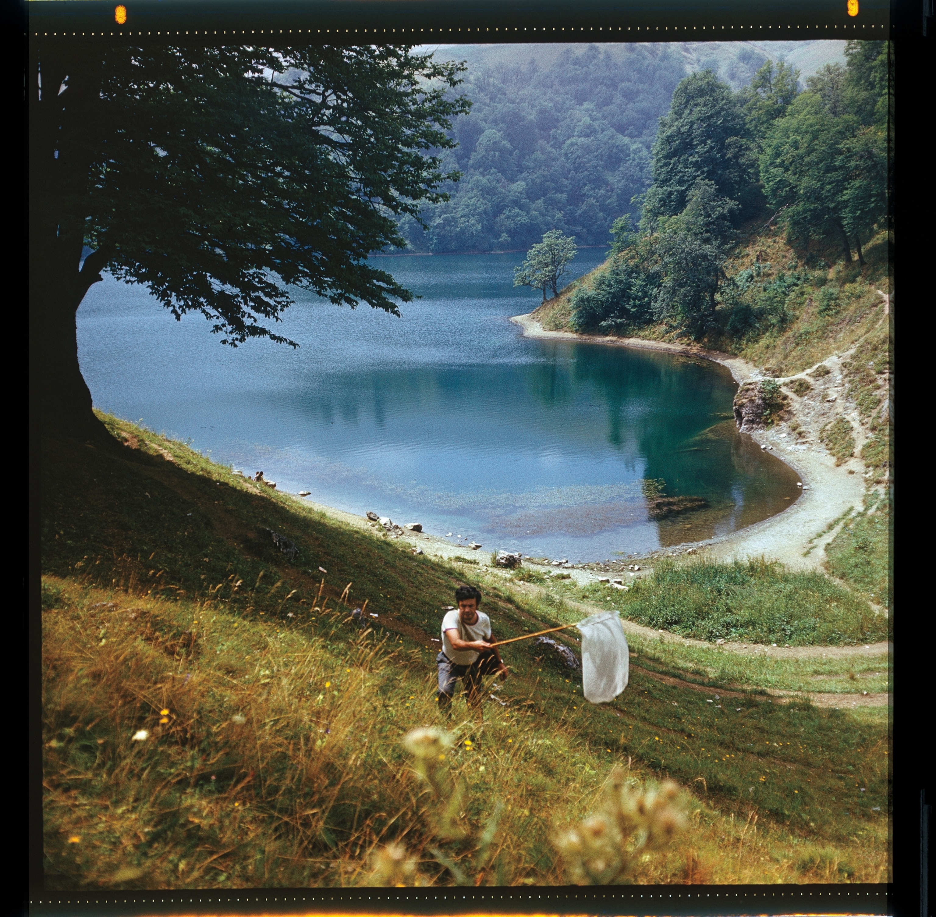 A man holding a butterfly net searches for butterflies in a field by a lake.