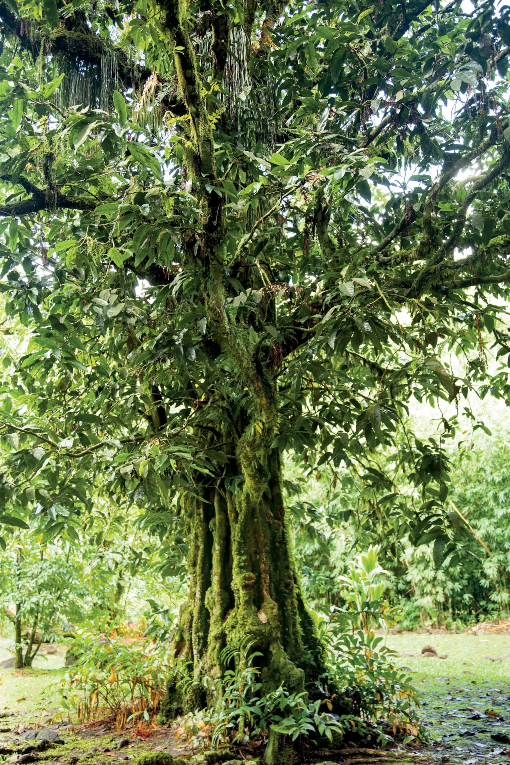 Tahitian chestnut