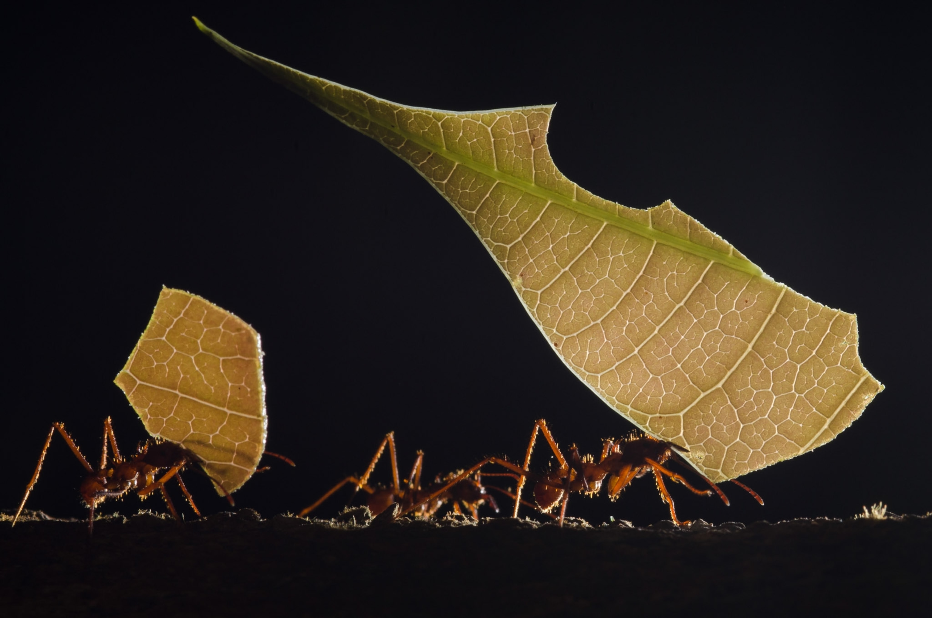 Ants on a black background.