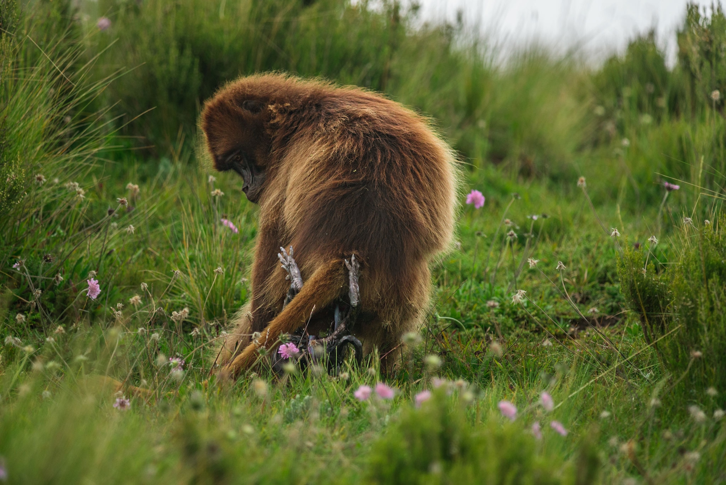 a gelada baboon giving birth