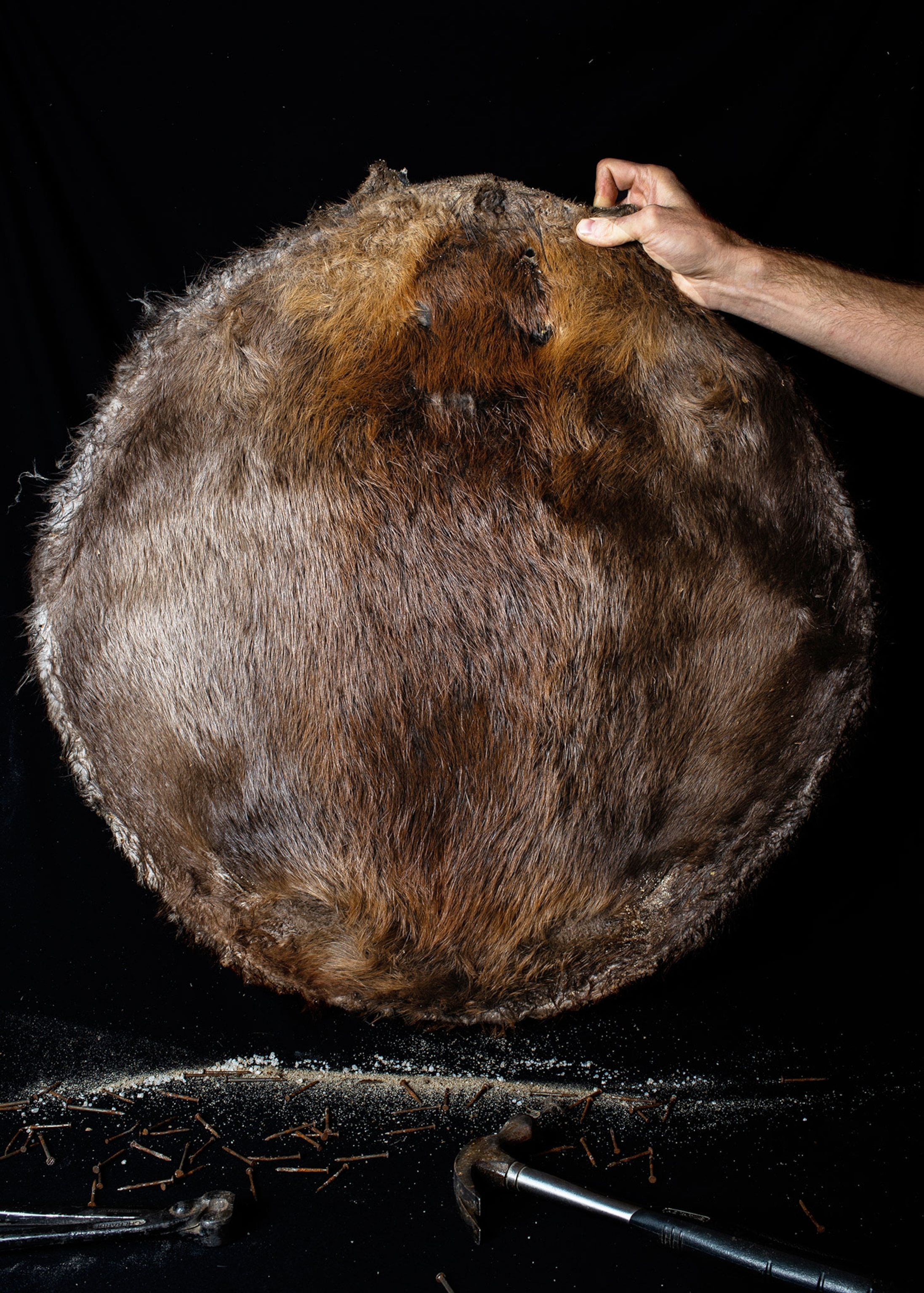 a beaver pelt