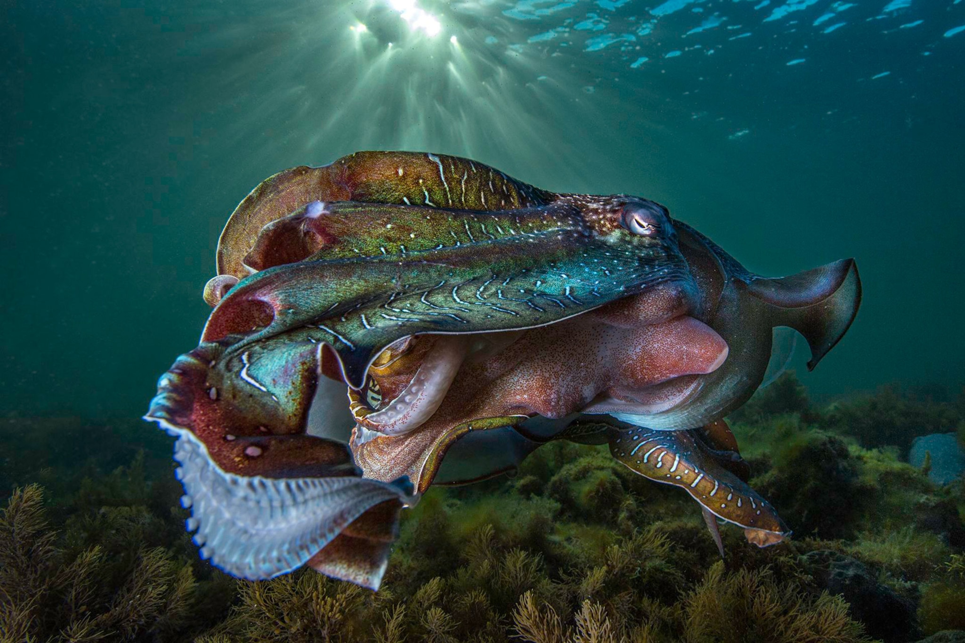 cuttlefish