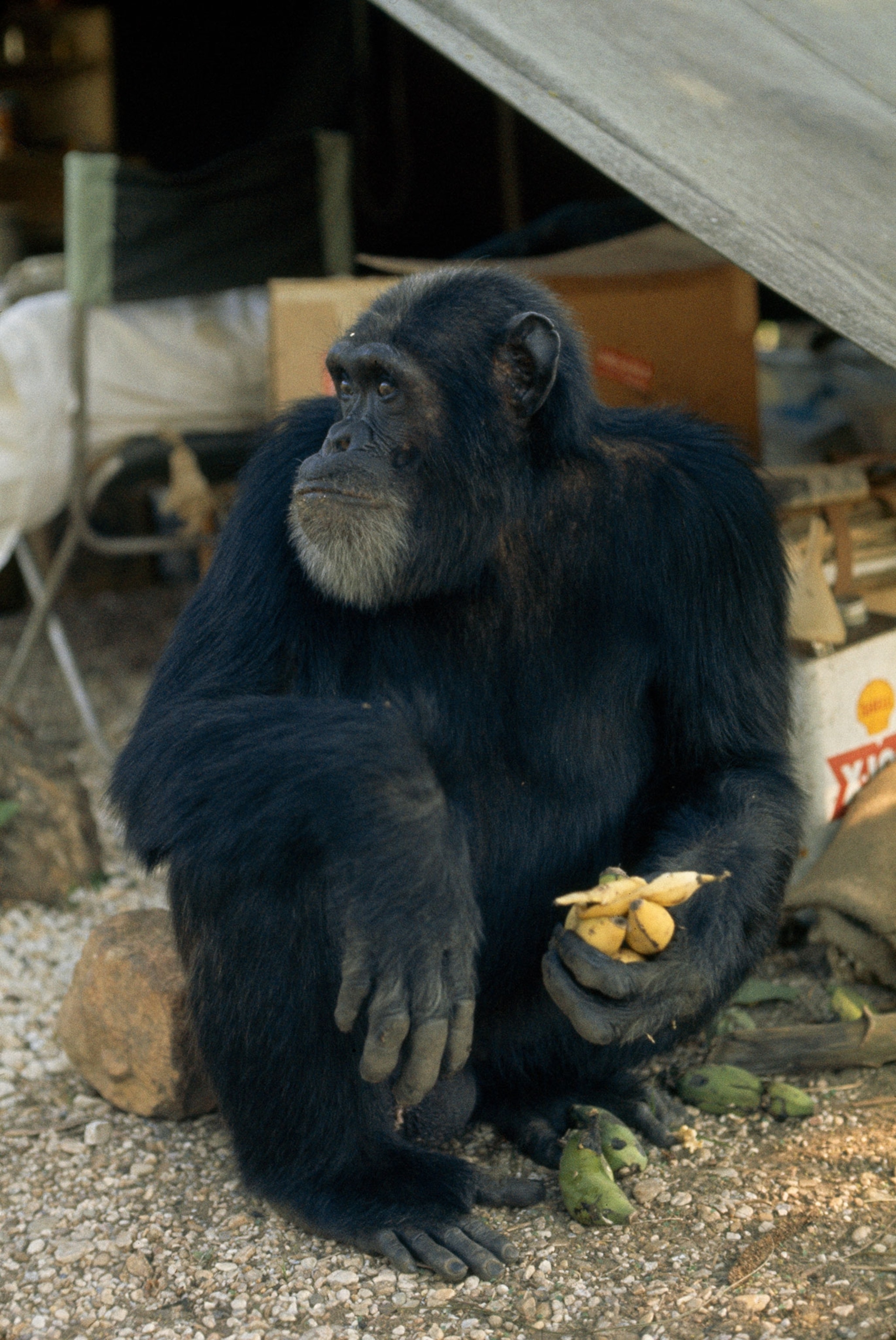 a chimpanzee holding a banana