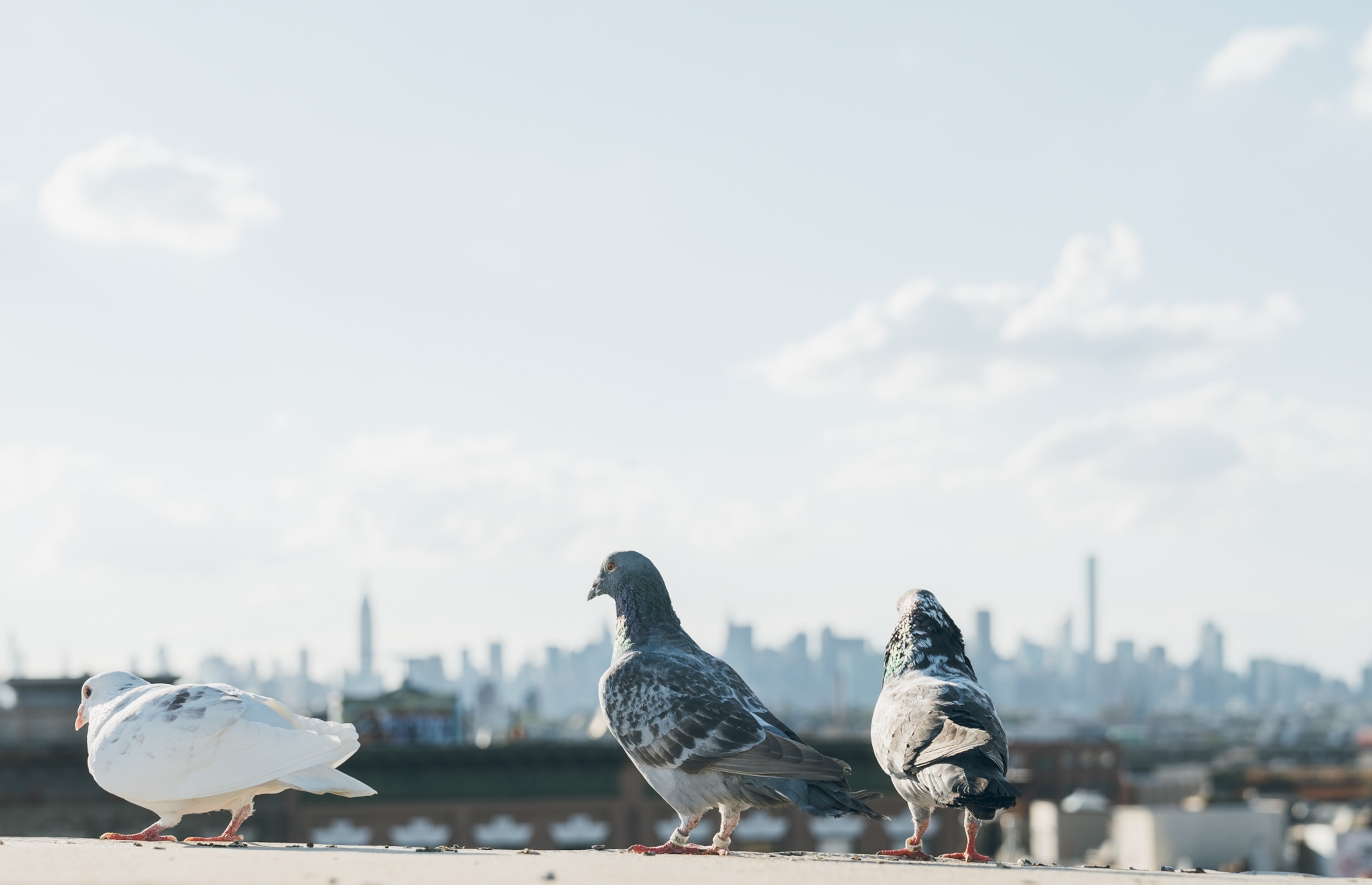 three birds sitting on a ledge with New York City in the background