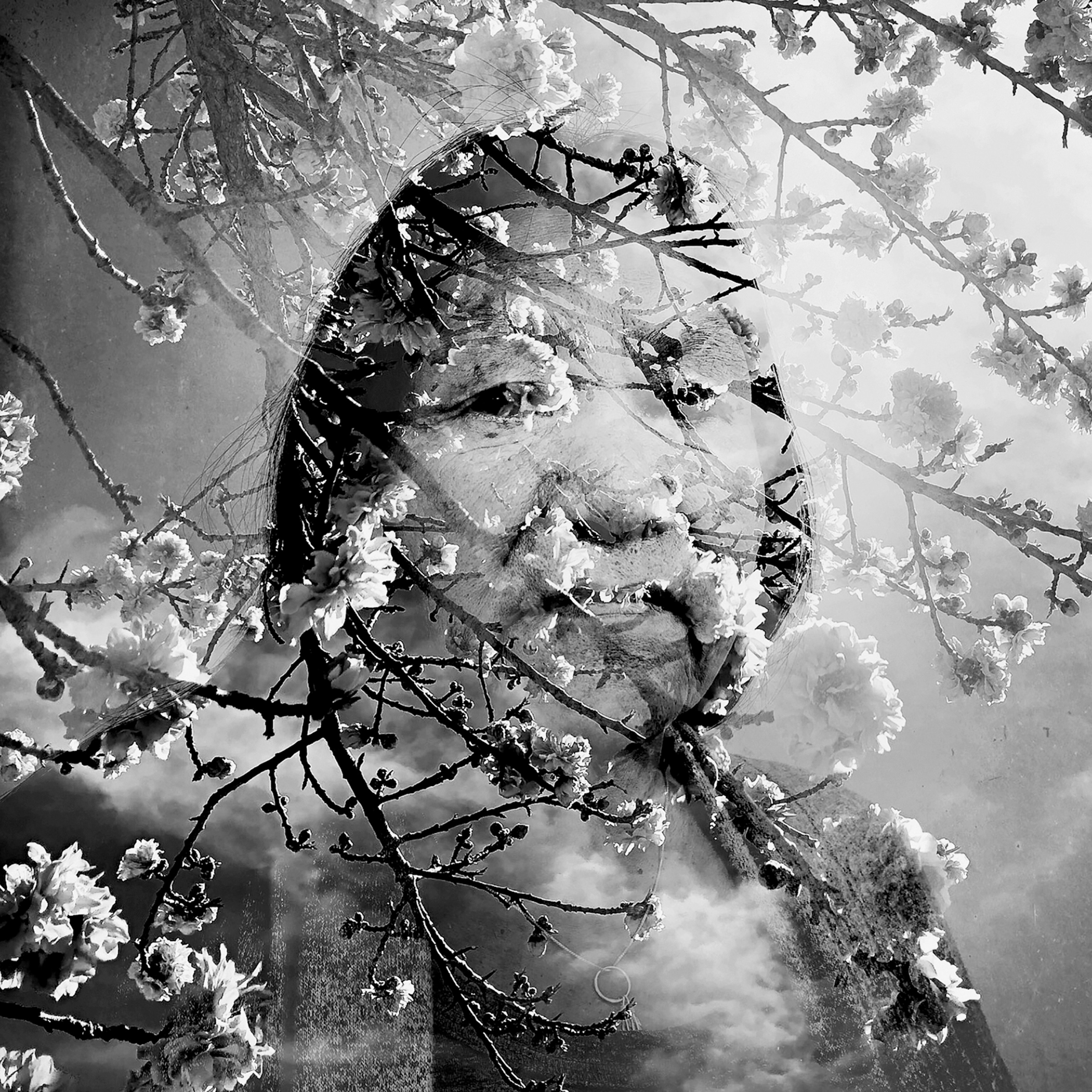 Picture of b&w photo of woman's face behind blooming cherry tree branches.