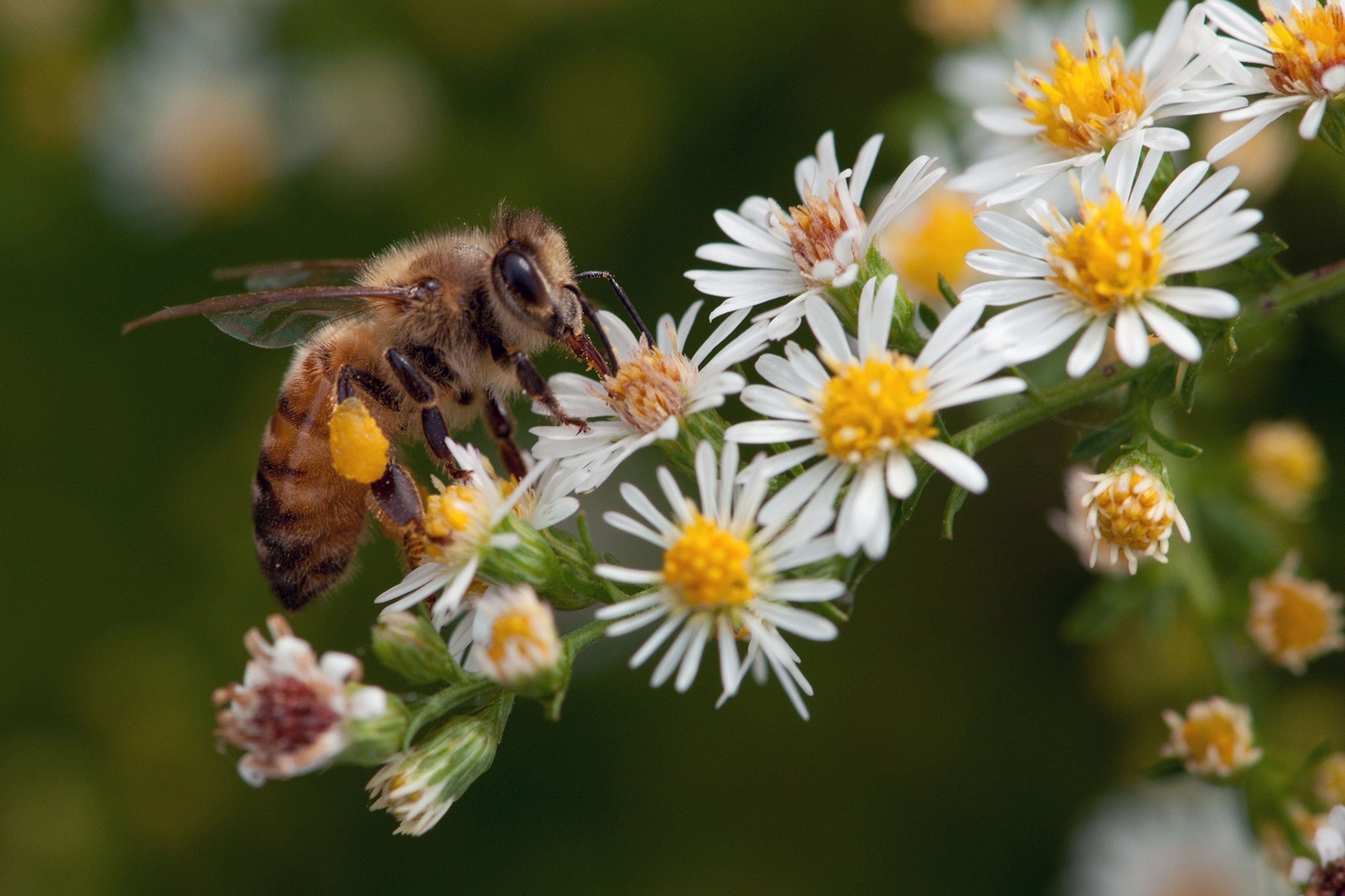 a honey bee