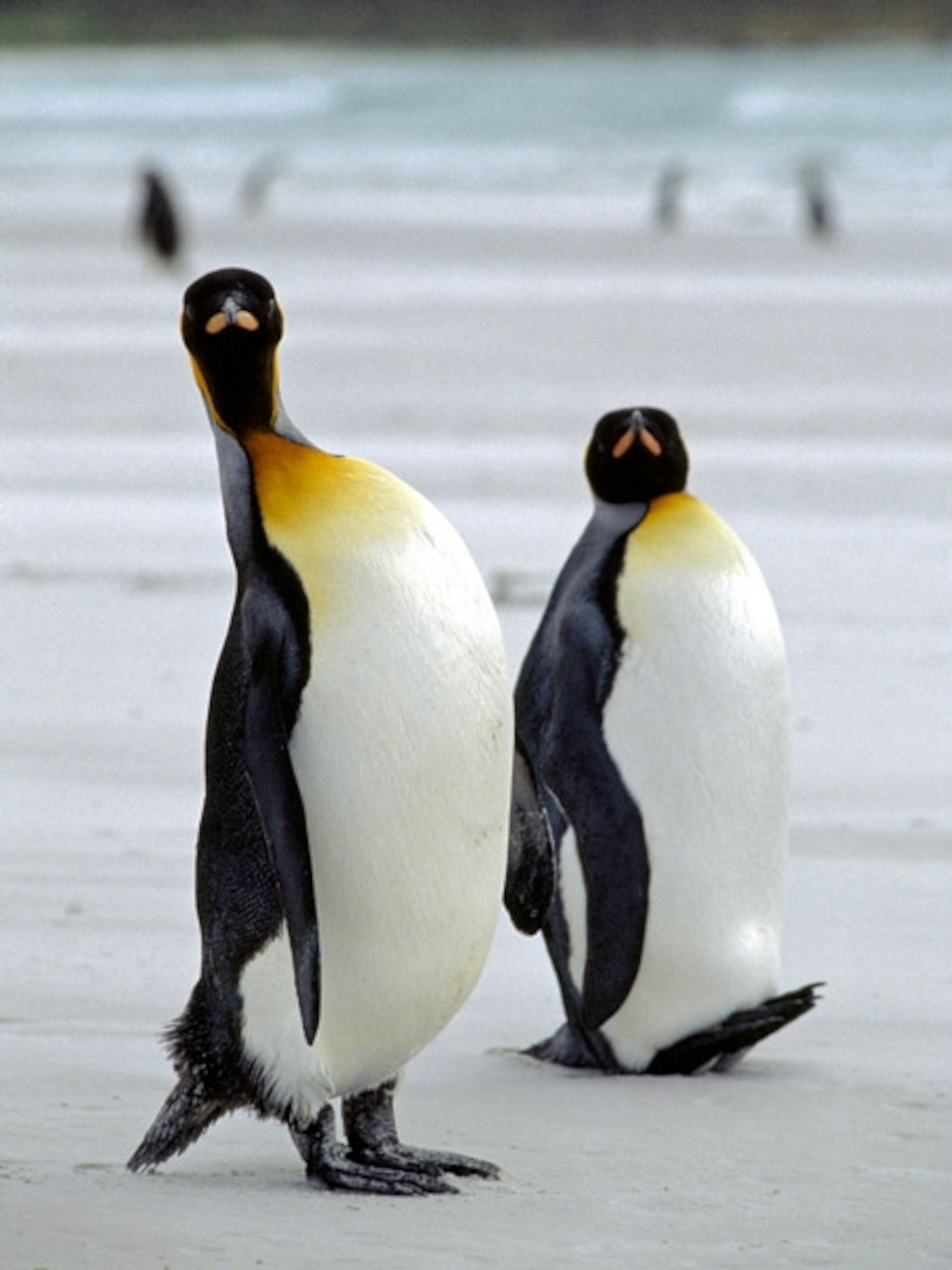 King penguins on an Antarctic beach