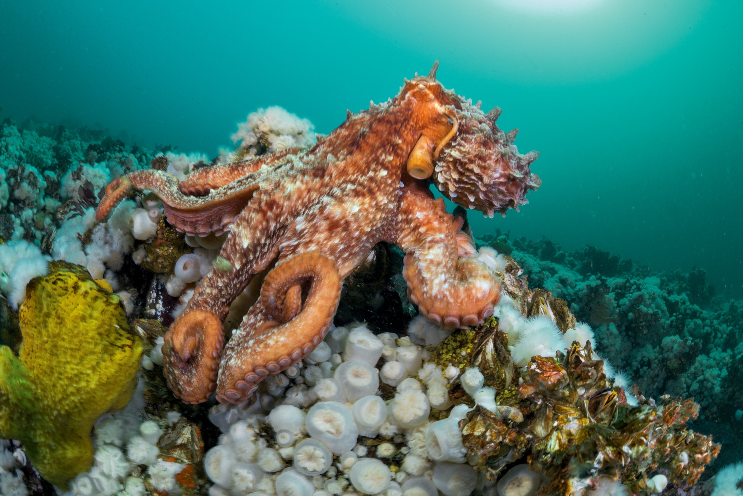 a giant Pacific octopus moves along the coast of British Columbia