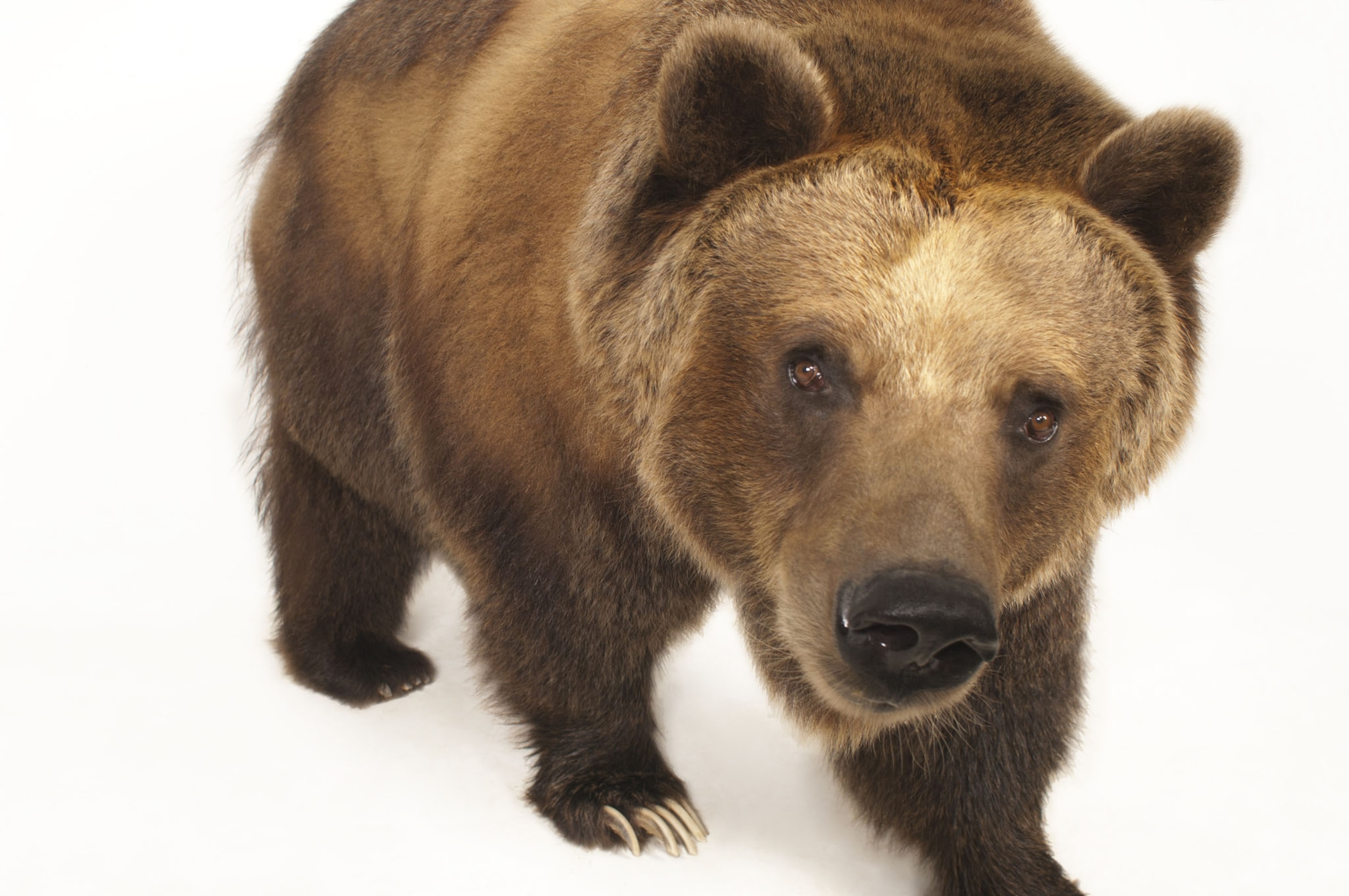 a grizzly bear